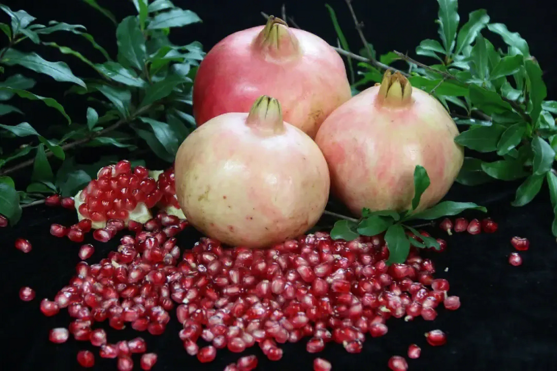 临潼石榴具有悠久的历史,是陕西一大特产,它集全国石榴之优,素以色泽