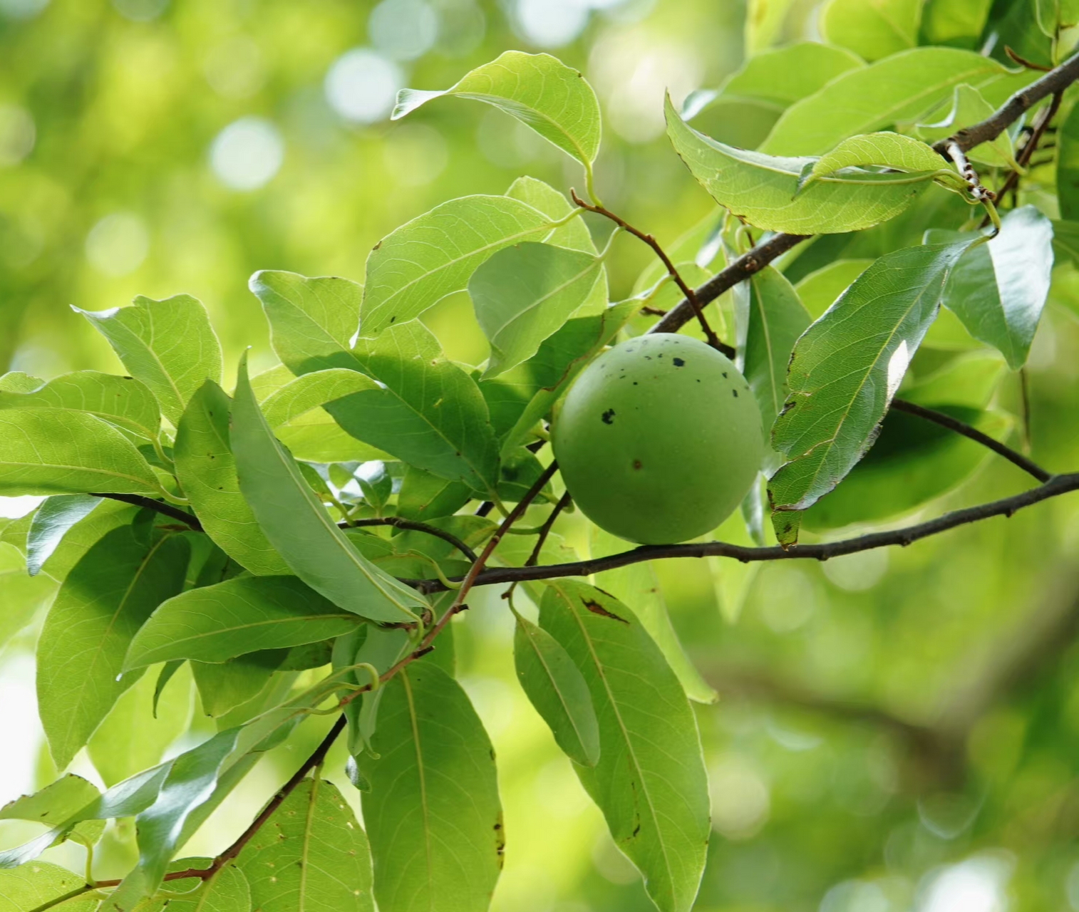 法国香杮,湛江的法国香杮是法国人从越南引种而来,故名法国香杮(原
