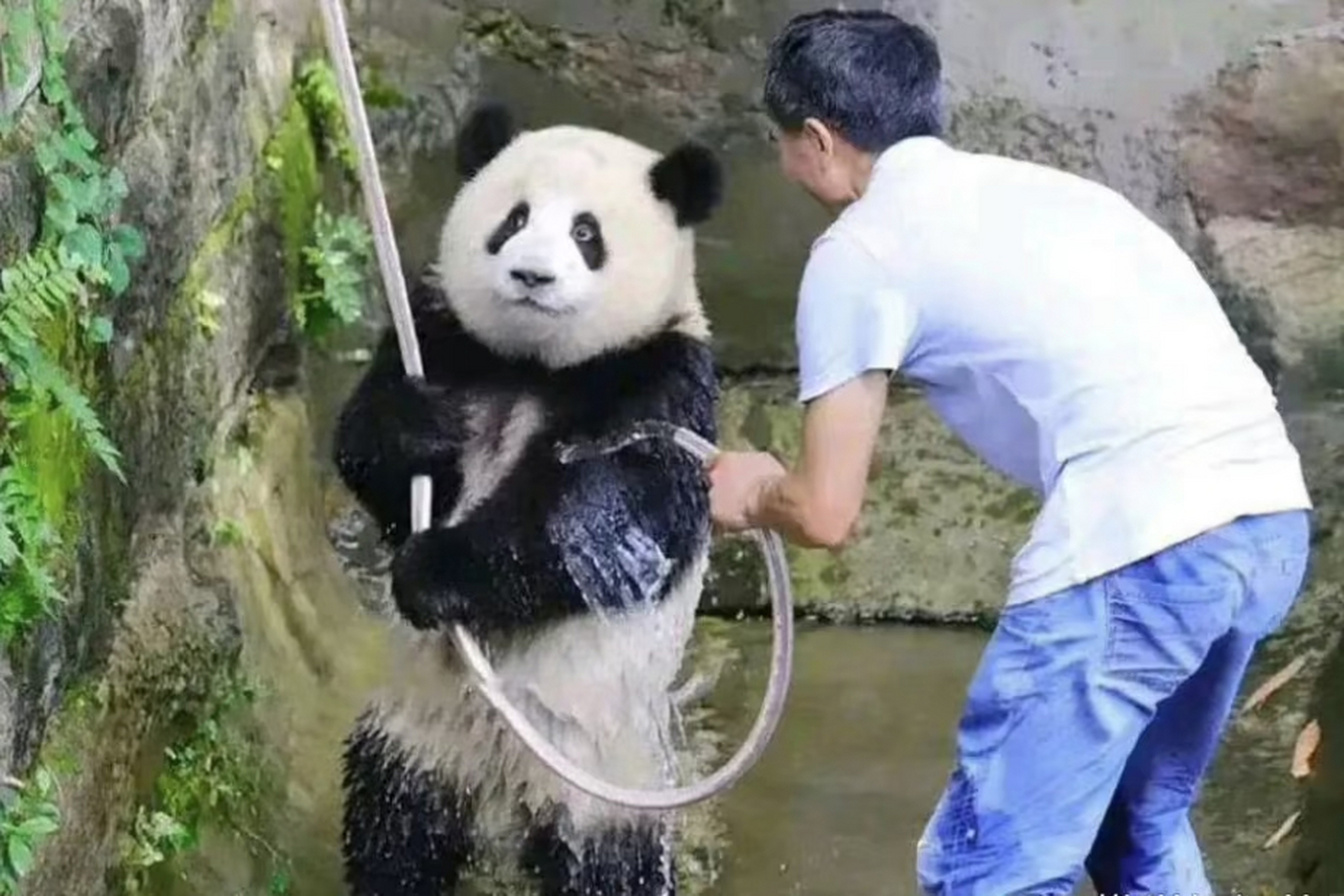 可爱的熊猫,还调皮地吐了吐舌头