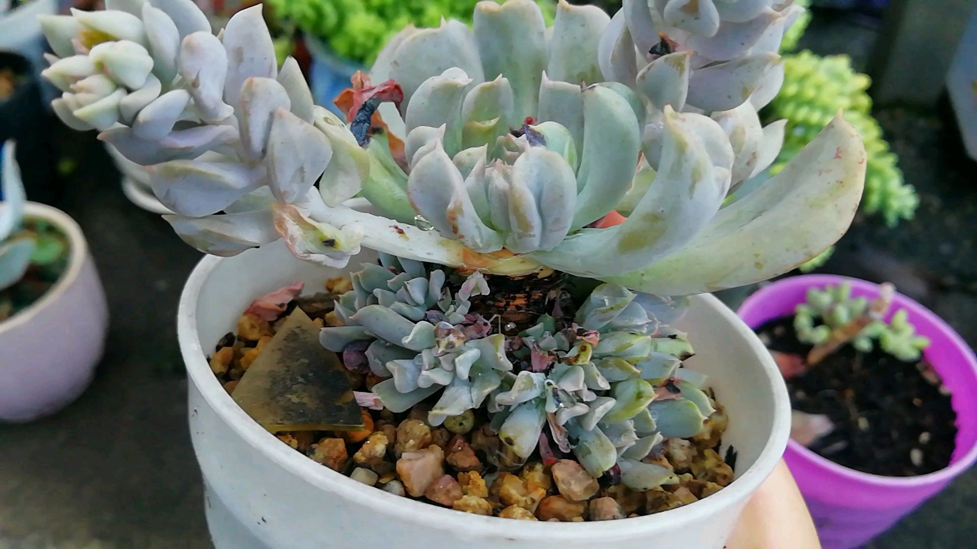 花剑真的很消耗多肉的营养,一颗大特玉莲变成这样了,丑出新高度