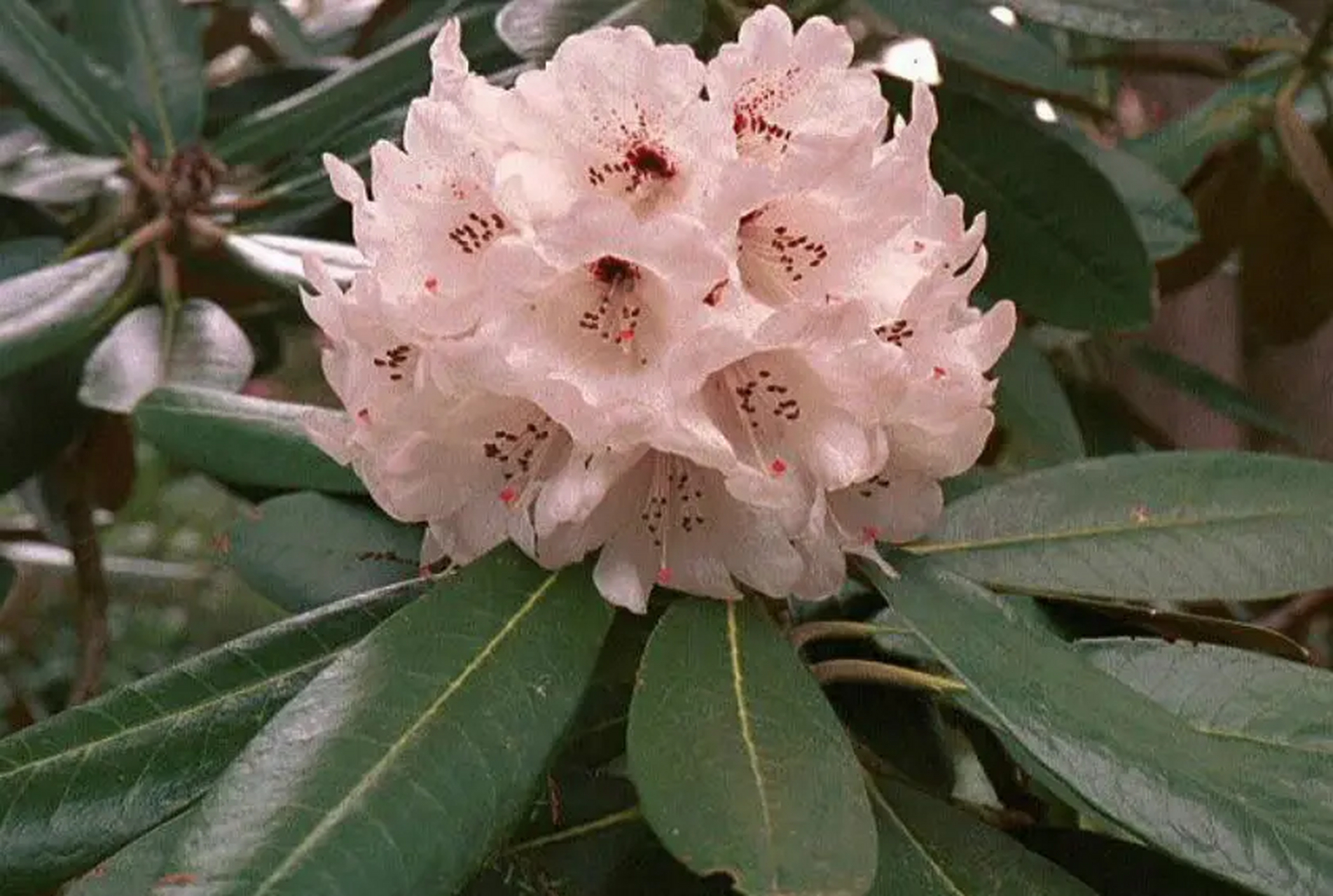 赏花 — 大王杜鹃