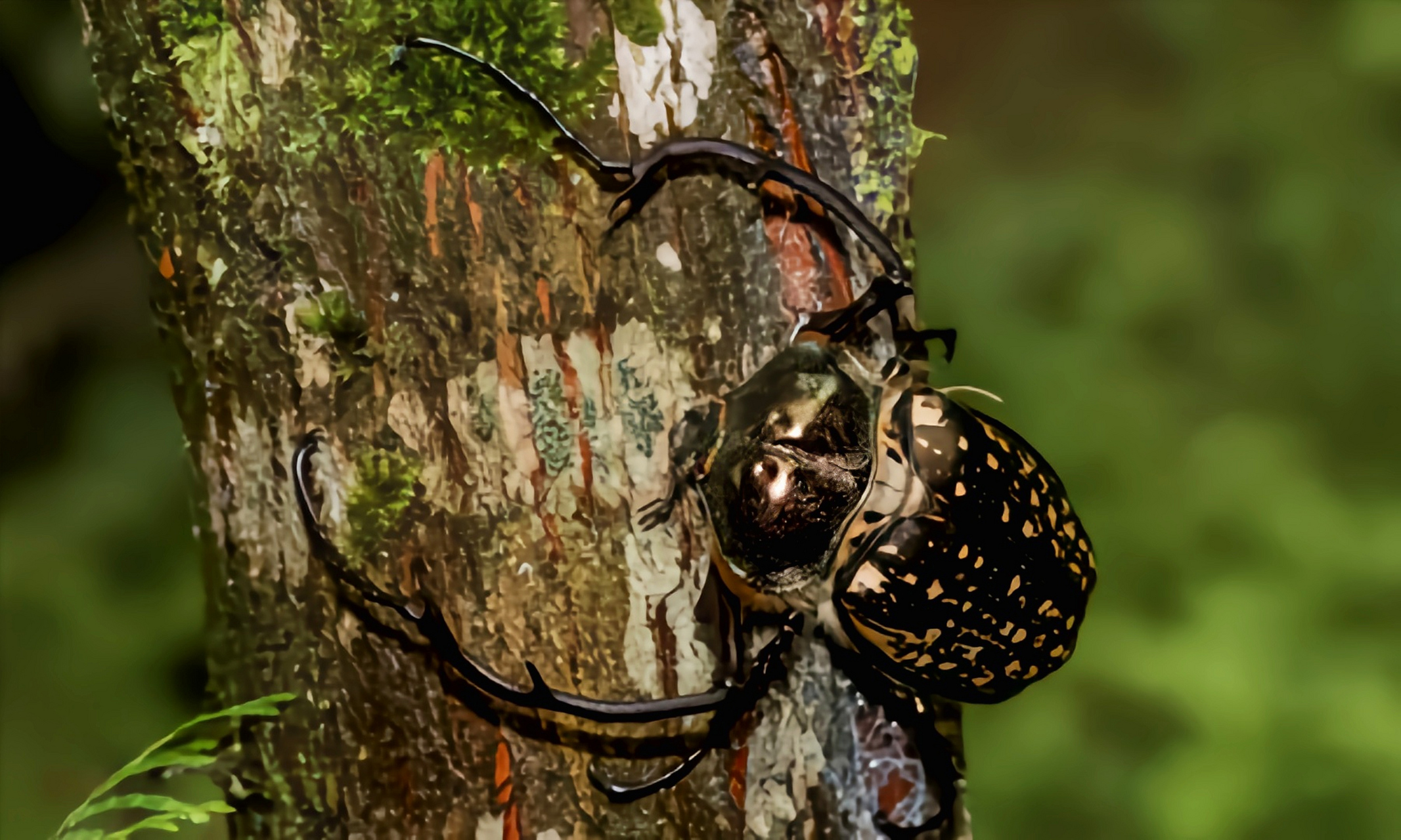 每天认识一种昆虫——台湾彩臂金龟 台湾彩臂金龟是鞘翅目,金龟科,长