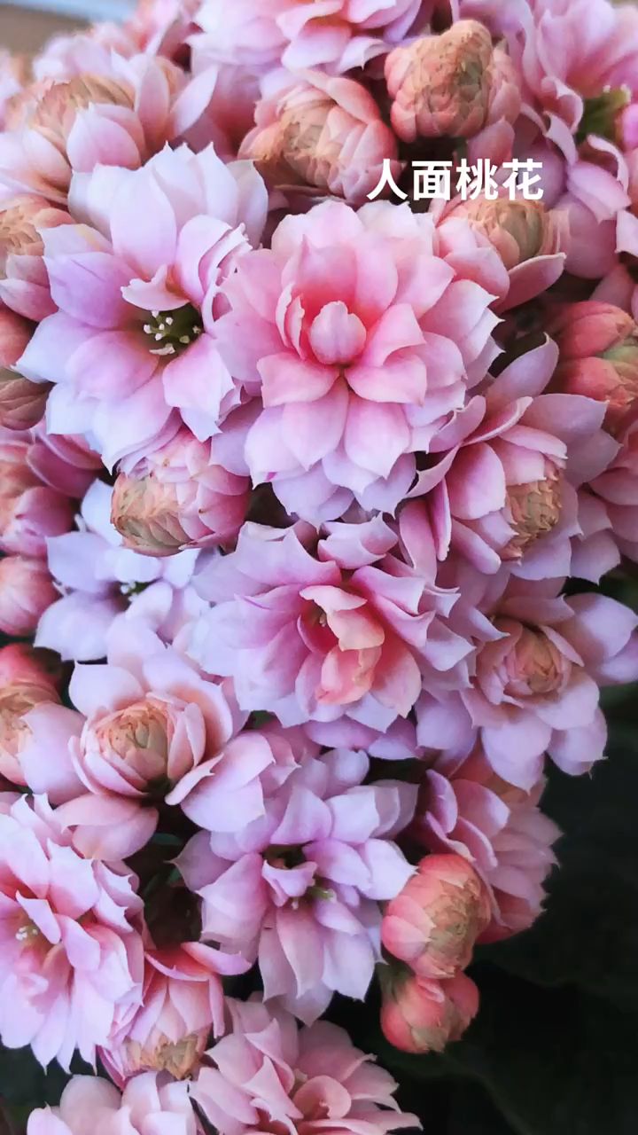 长寿花品种人面桃花