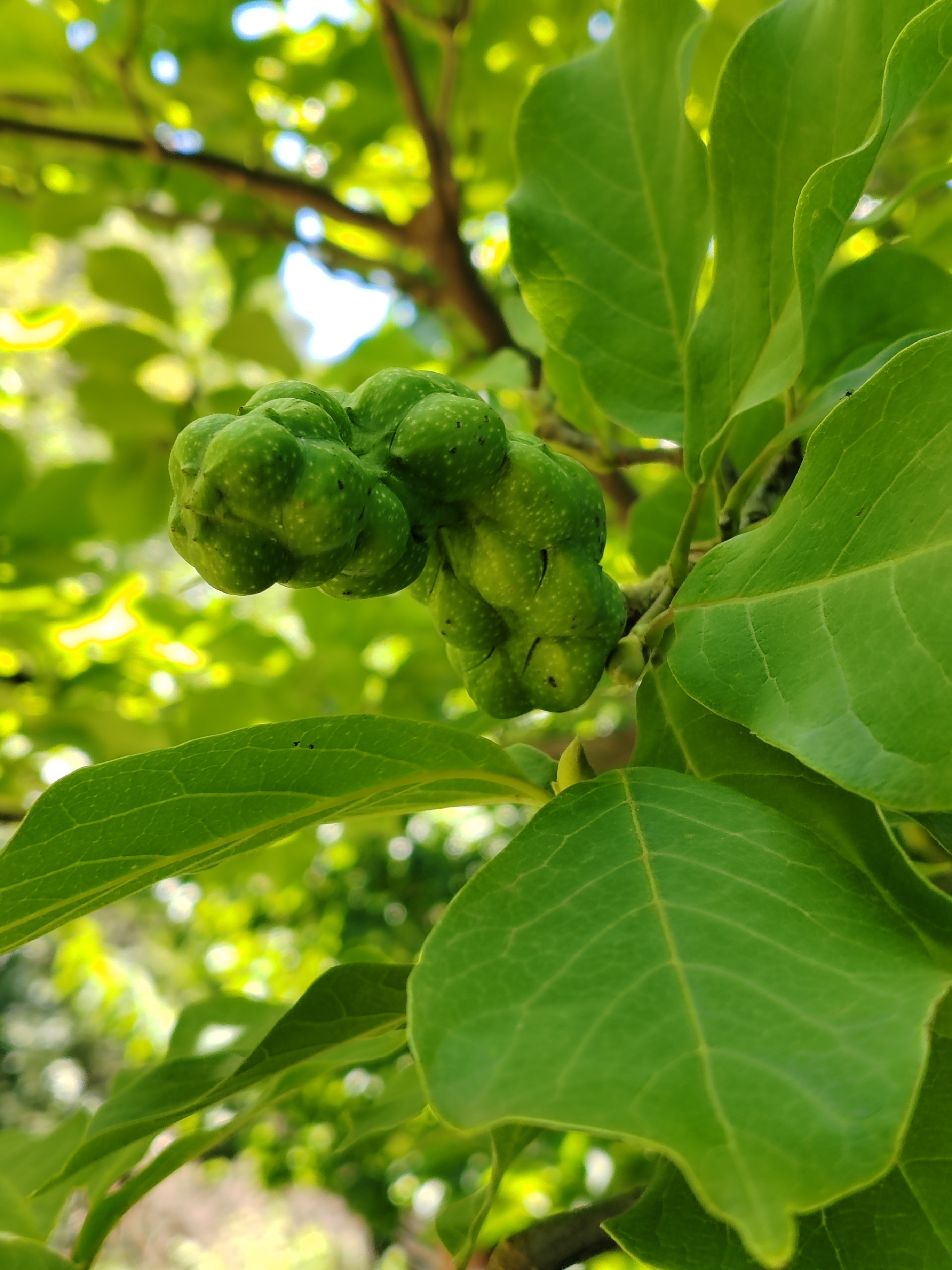 白玉兰的聚合蓇葖果,只可以观赏,或种植,不可食用;白玉兰种植在宅院