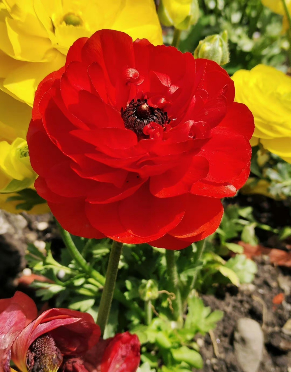 花毛茛,是非常好看的花卉可爱～ 别名:芹菜花,波斯毛茛,陆莲花.