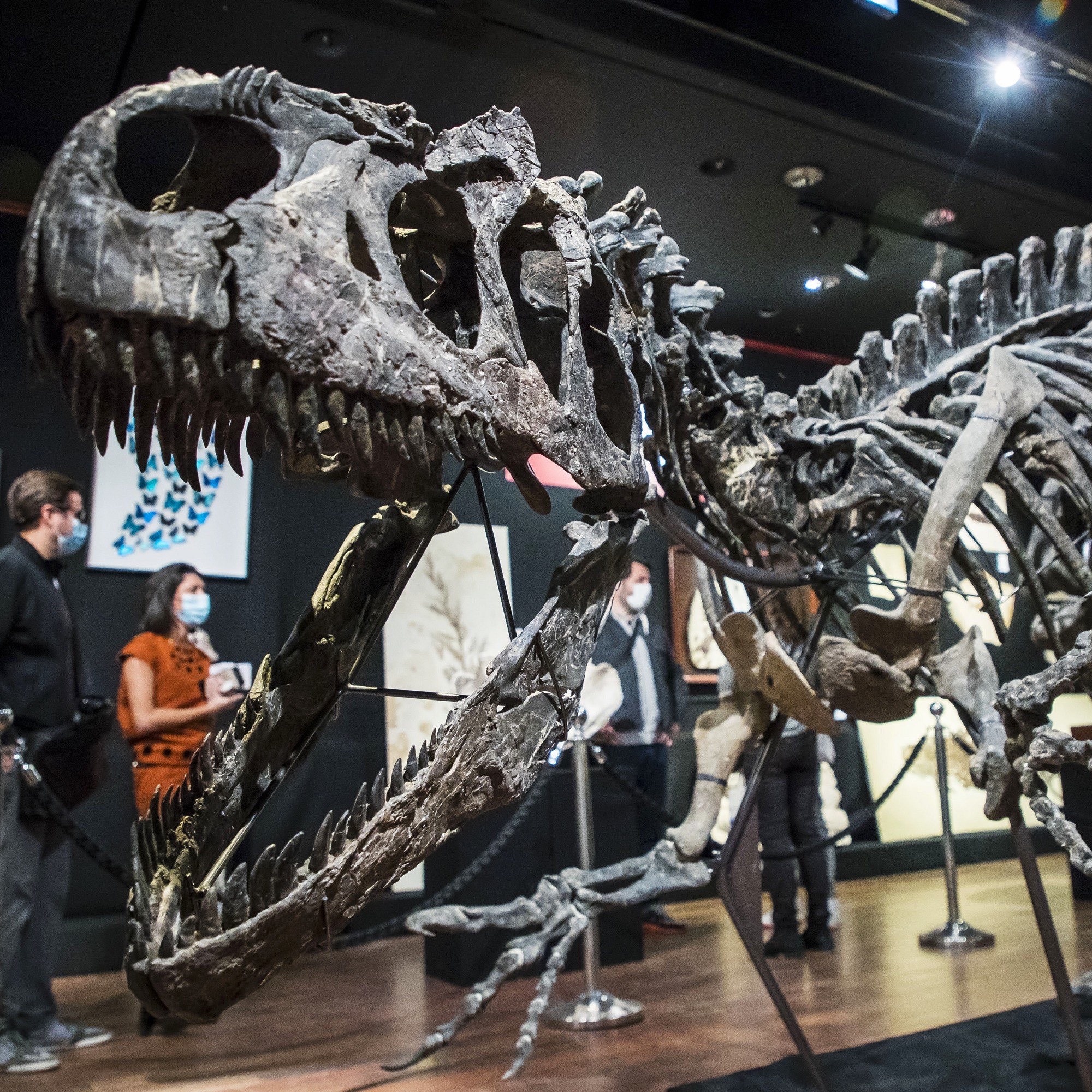 巴黎恐龙化石拍卖