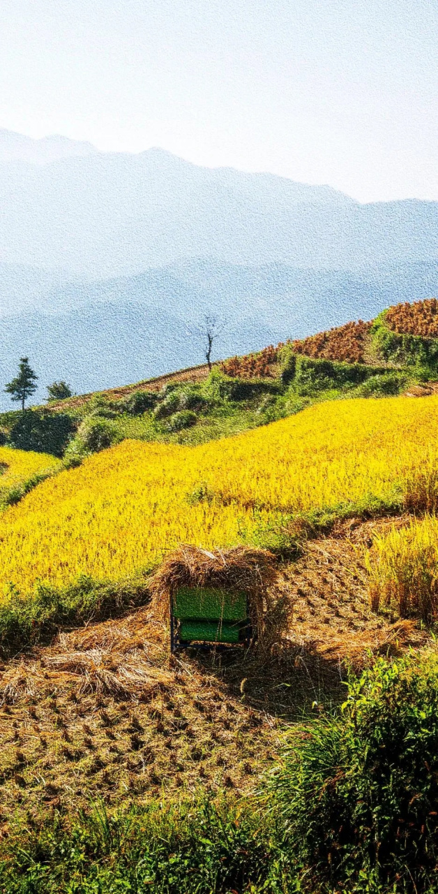 丰收壁纸,年年风调雨顺,年年粮食大丰收