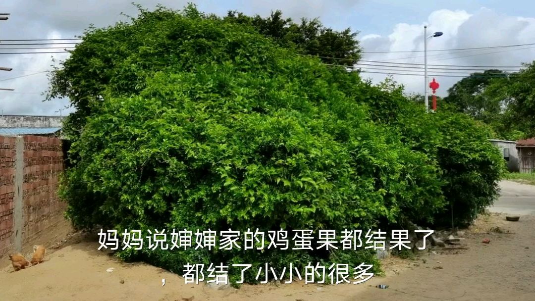 回老家看看爸妈!随便看看我家的鸡蛋果树
