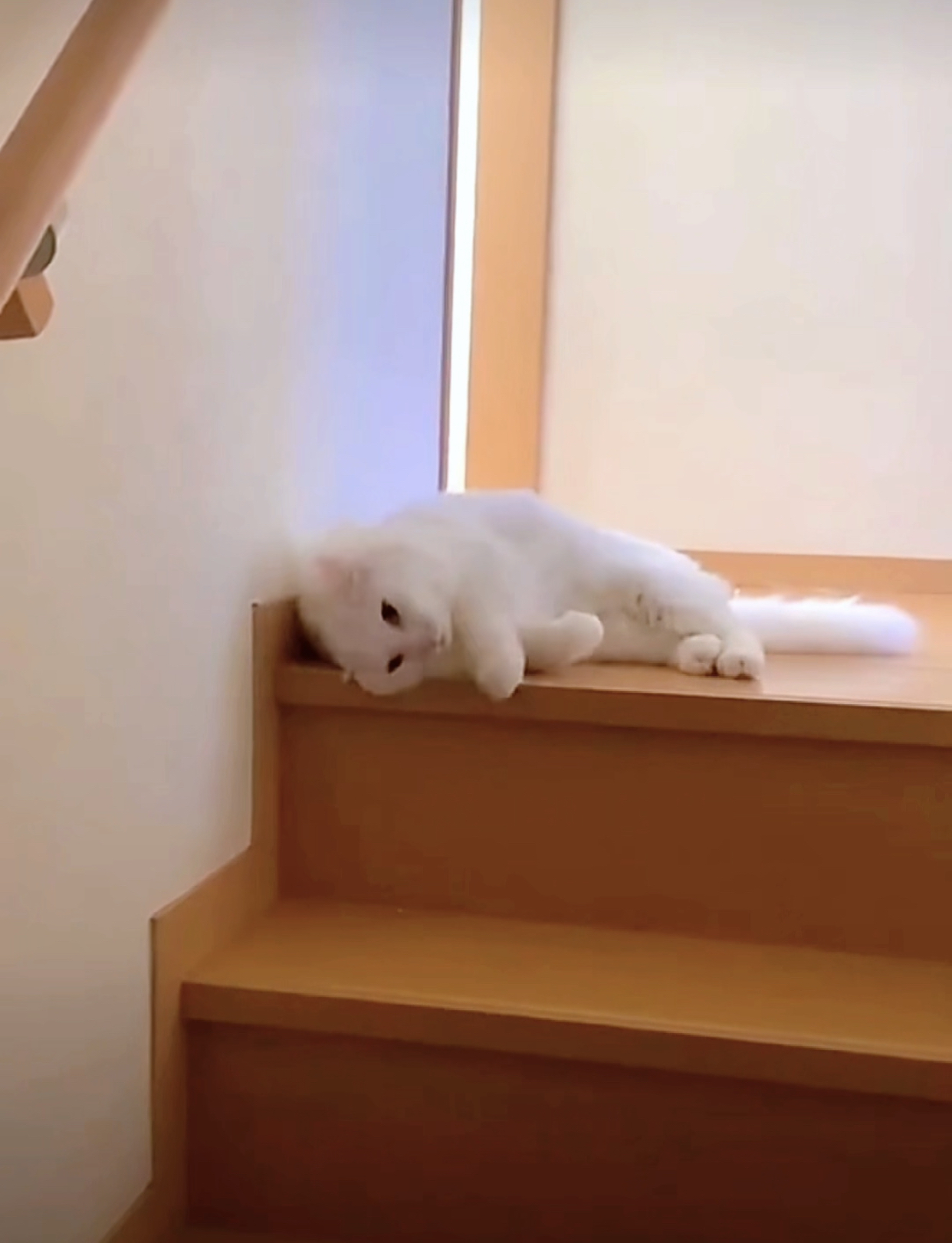 液体猫