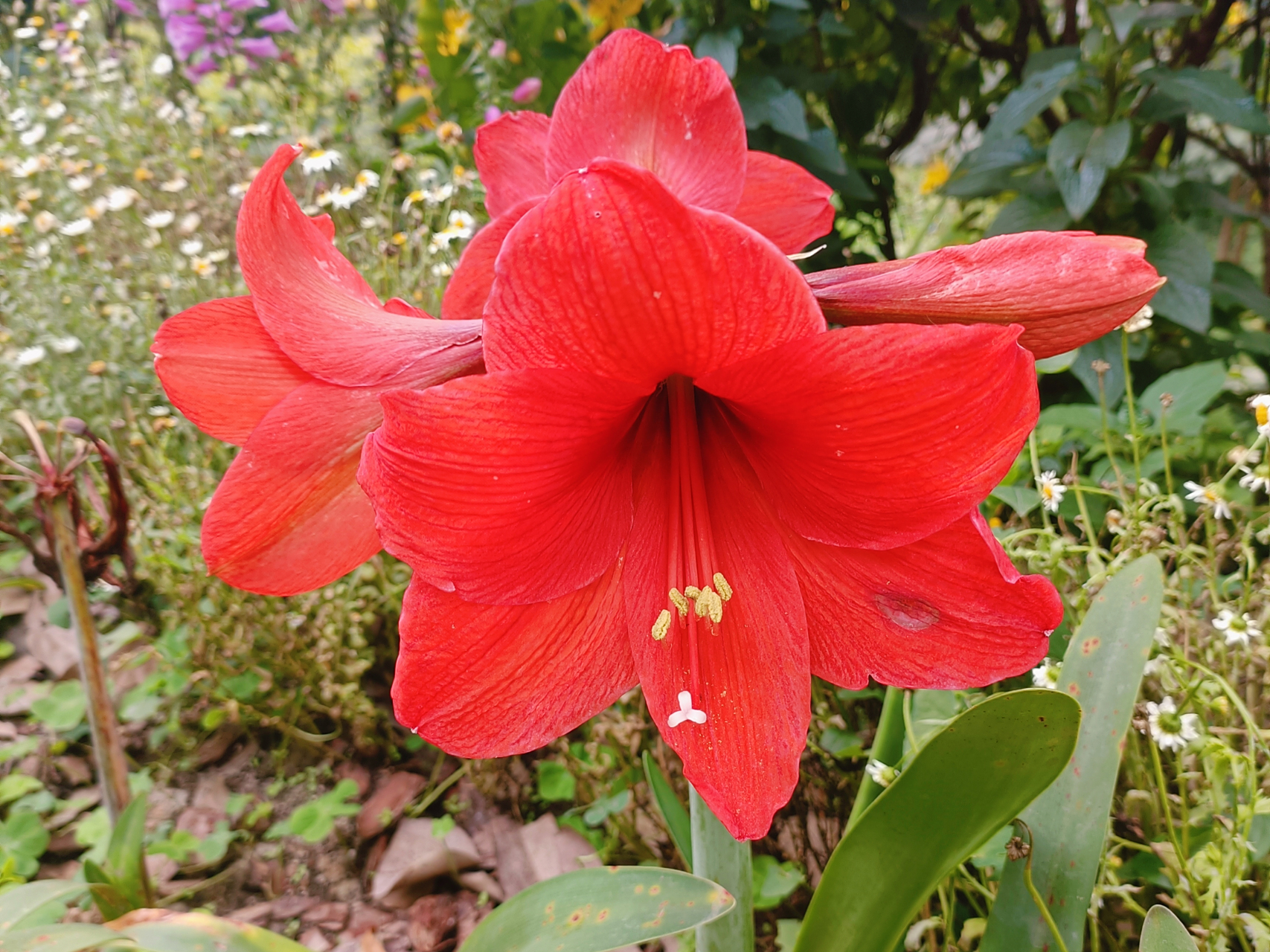 把鹤顶红花送开店做生意的的朋友特别适宜