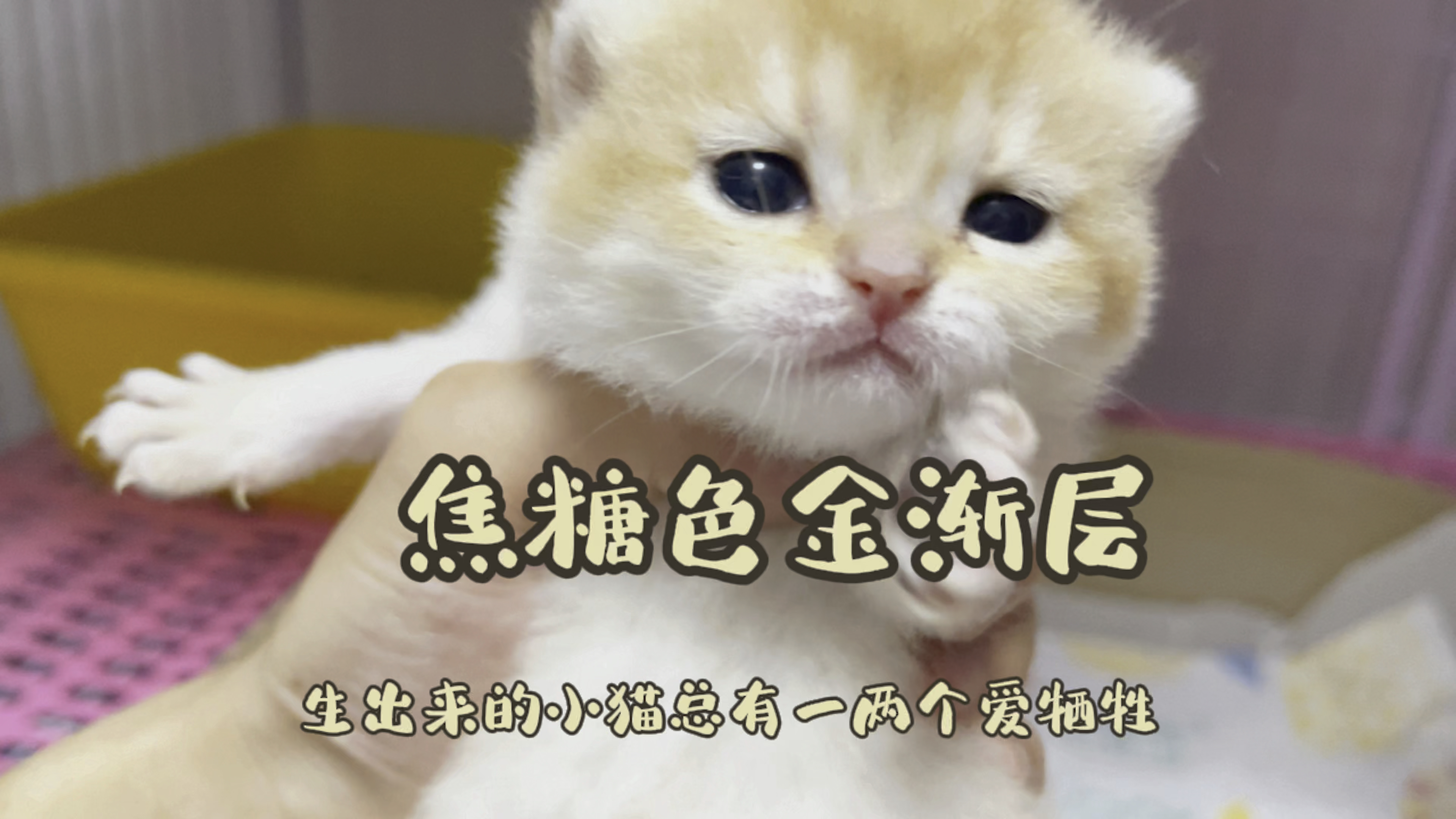出生半个月的小猫现在的眼睛很小吗?