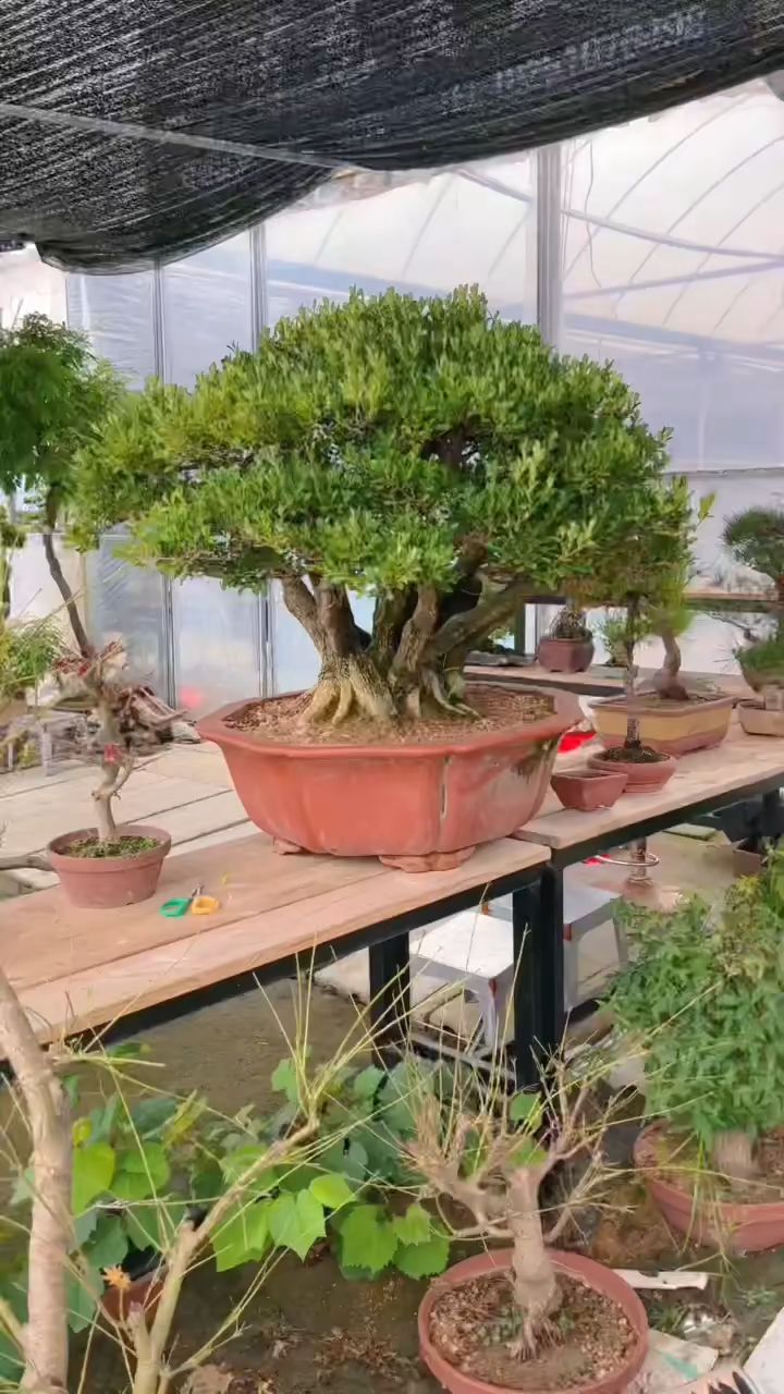 矮霸老桩黄杨漂亮吗?
