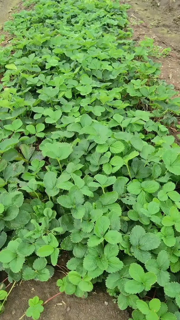 妙香3号草莓苗抗病高产好管理