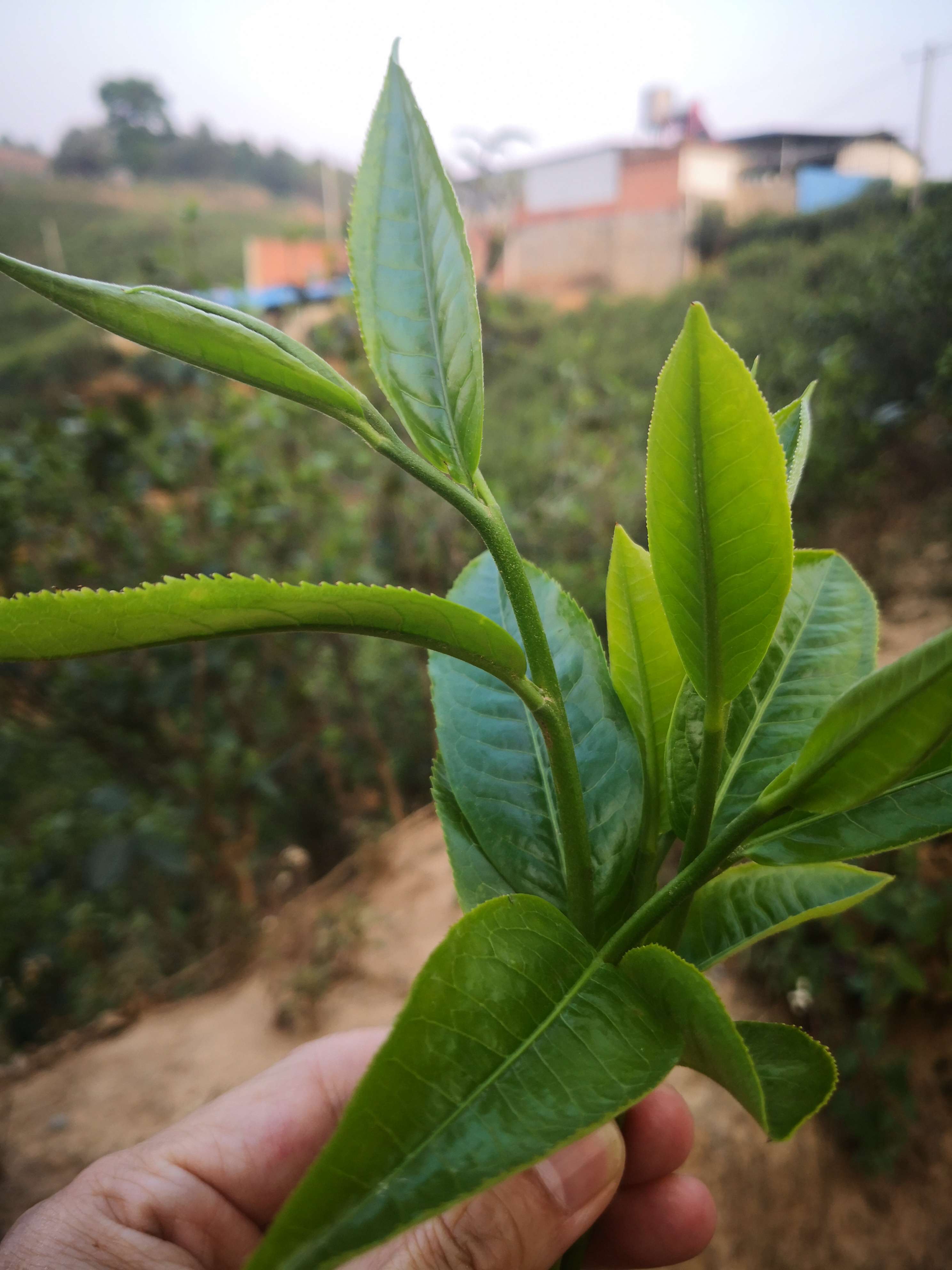 普洱春茶图片