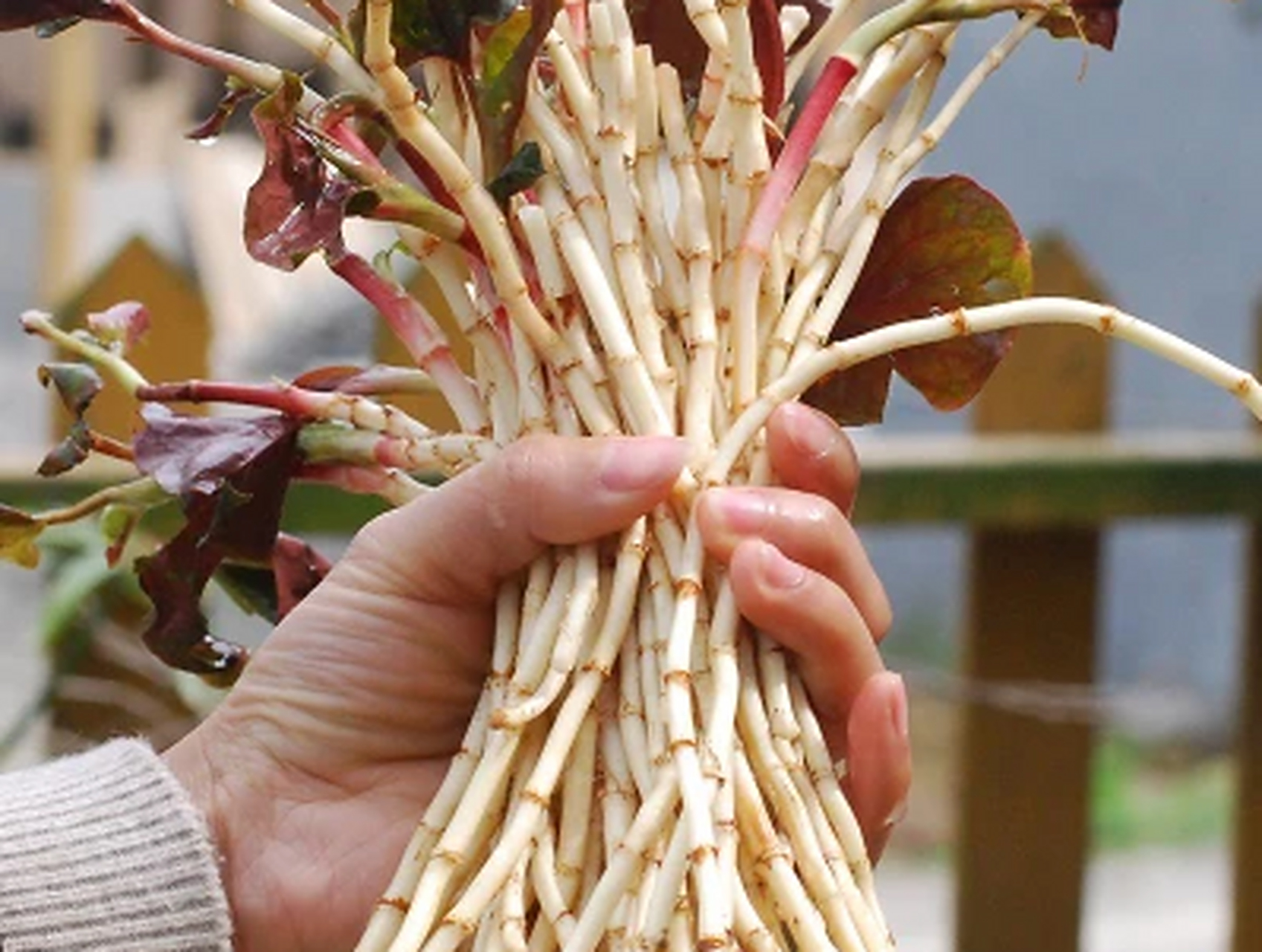 一把鱼腥草,只需加热外敷,成就助孕奇方,告别不孕苦恼  鱼腥草可不单