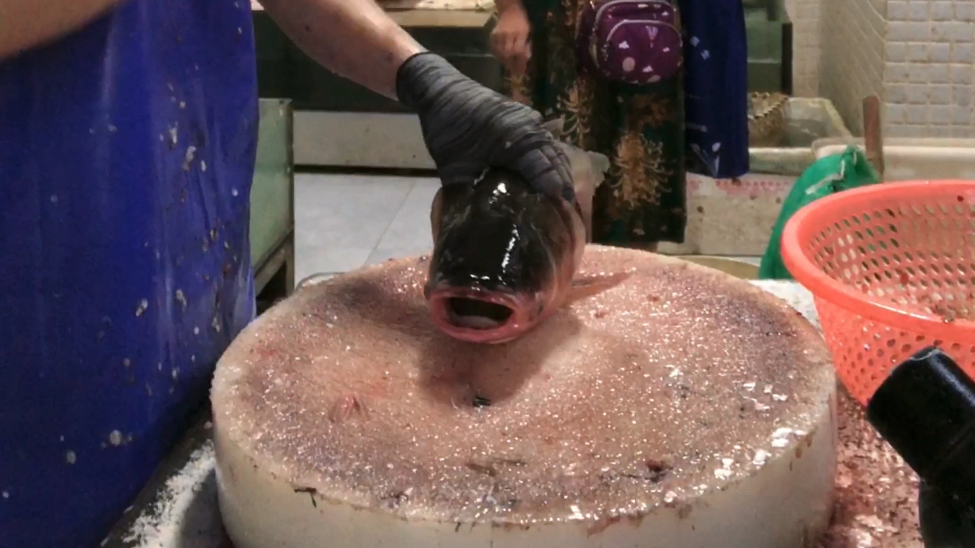 四川杀鱼哥:处理一条大头鱼新方法……