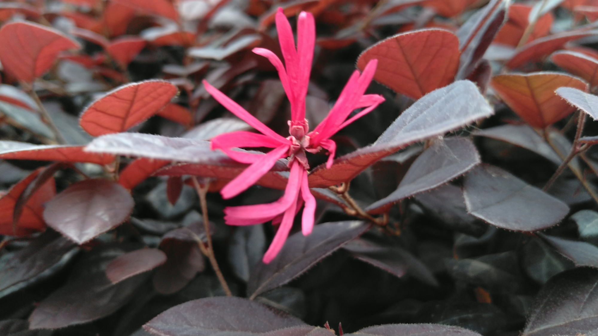 红花檵木的花瓣细长细长的,就像一条条紫红色的彩丝带