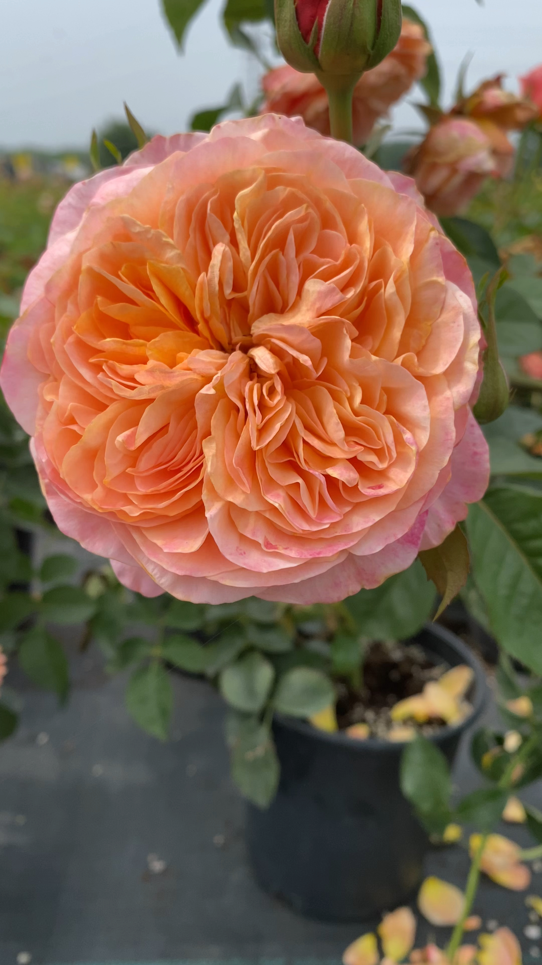 维多利亚的秘密一款直立多头的切花月季,呈碗状花型,花大,花朵繁复