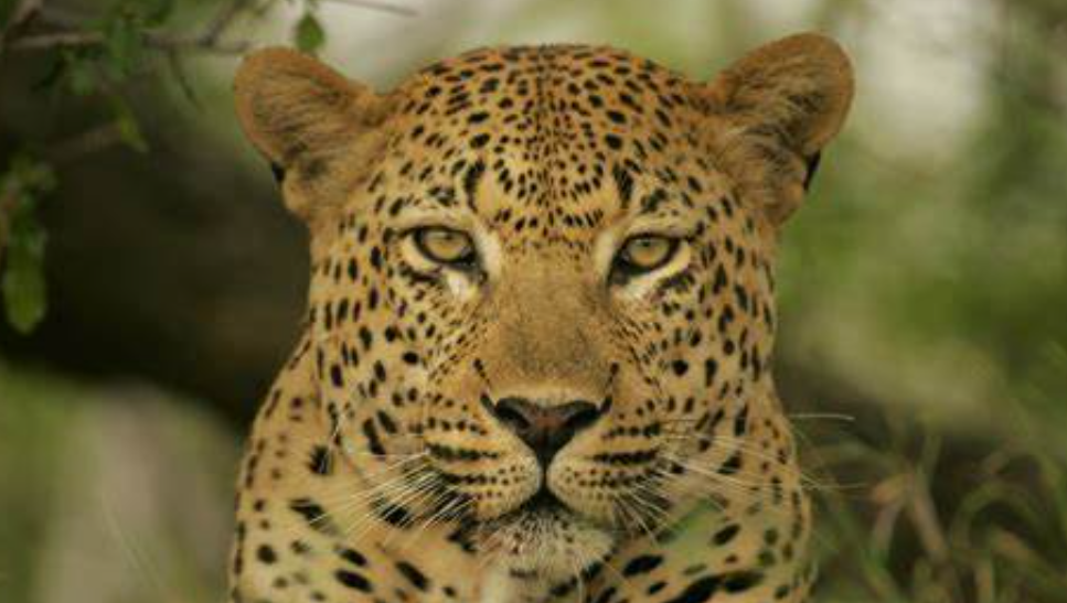 《中国濒危动物红皮书》