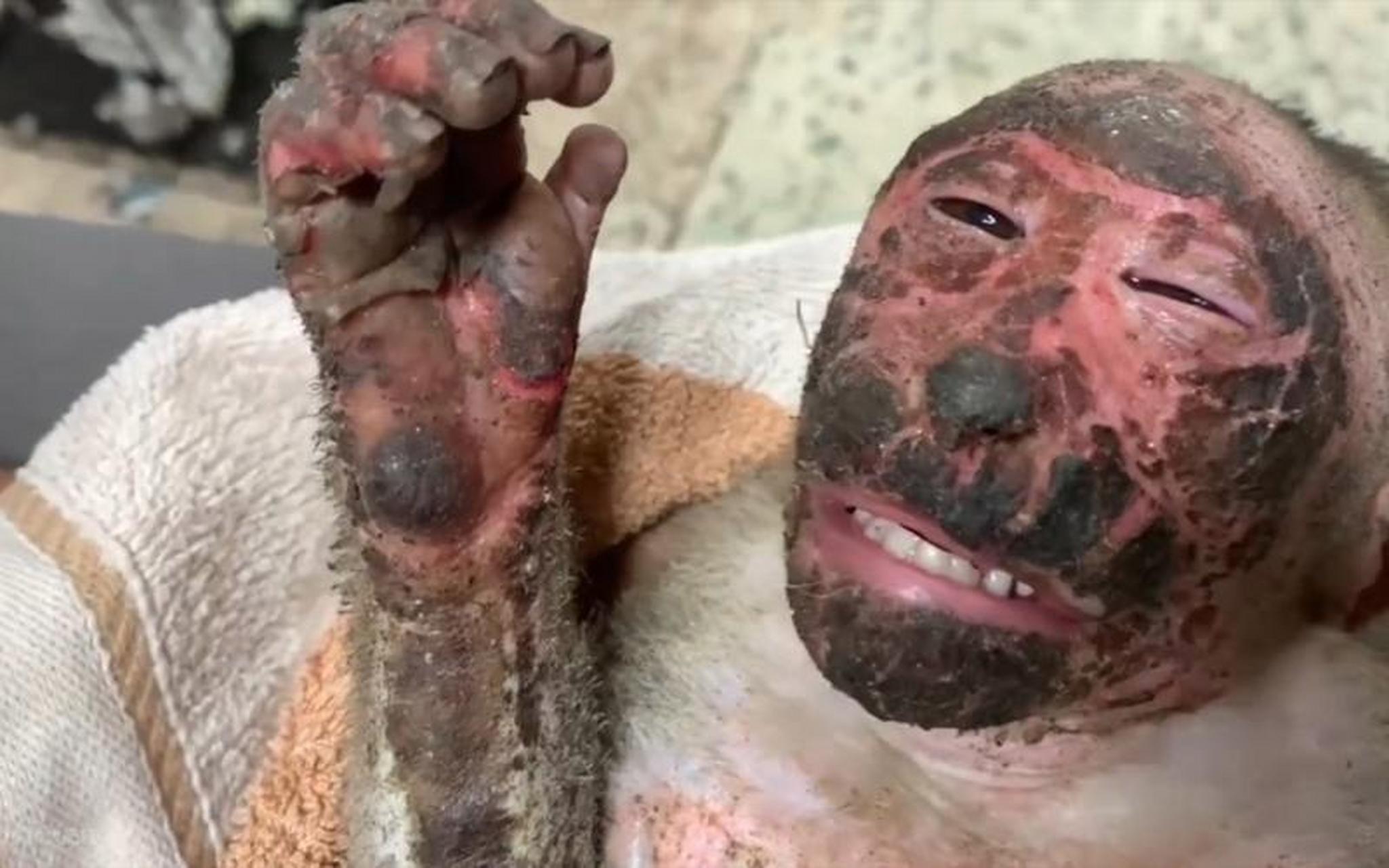 顽皮的猴子又玩大了, 因为好奇爬到高压线支架上瞎溜达, 最后触电烤焦