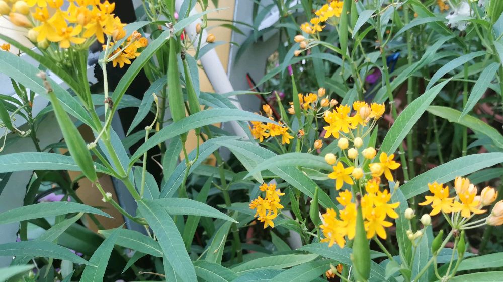 献百花(41):黄冠马利筋花