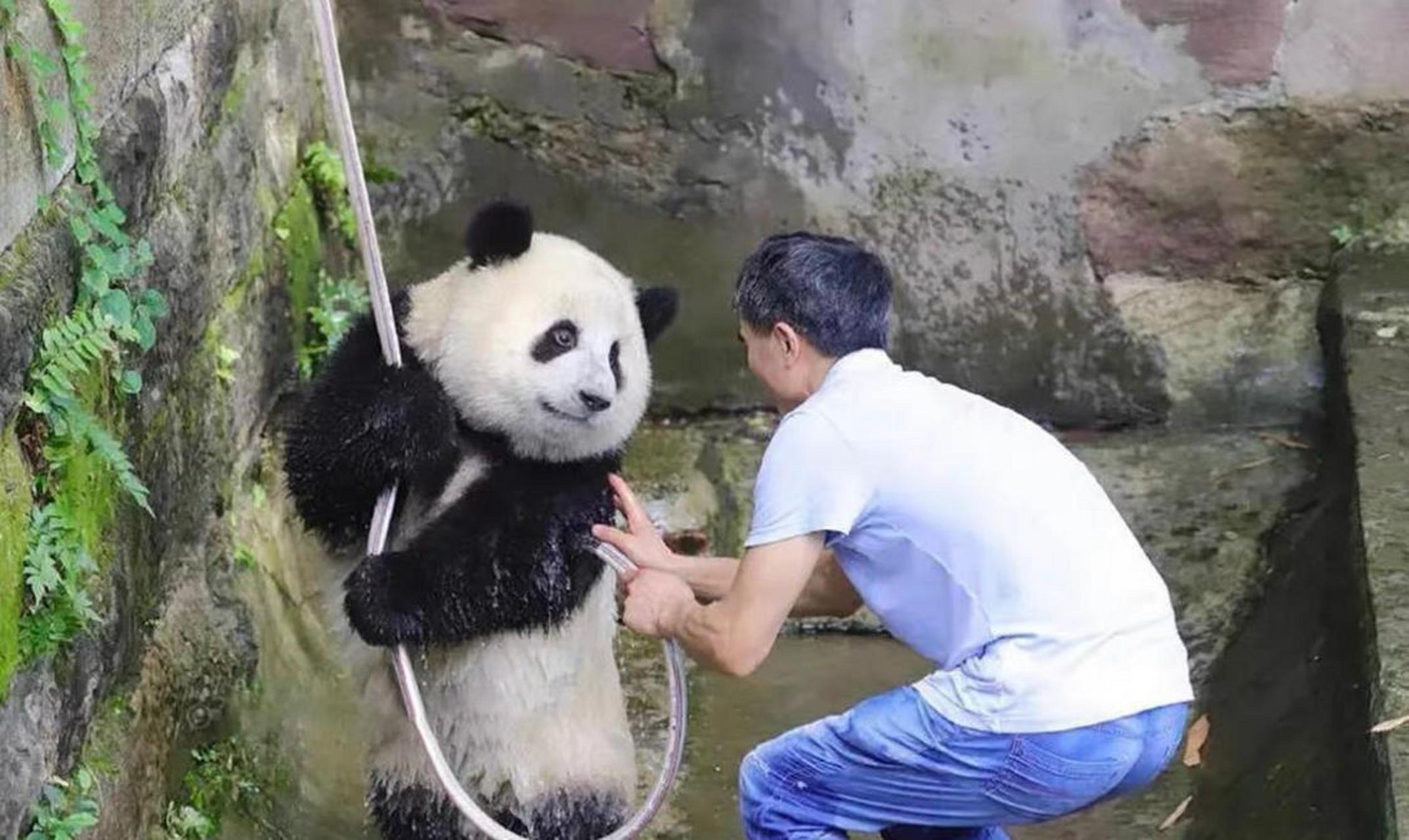 洗開心了的國寶伸出了可愛的舌頭