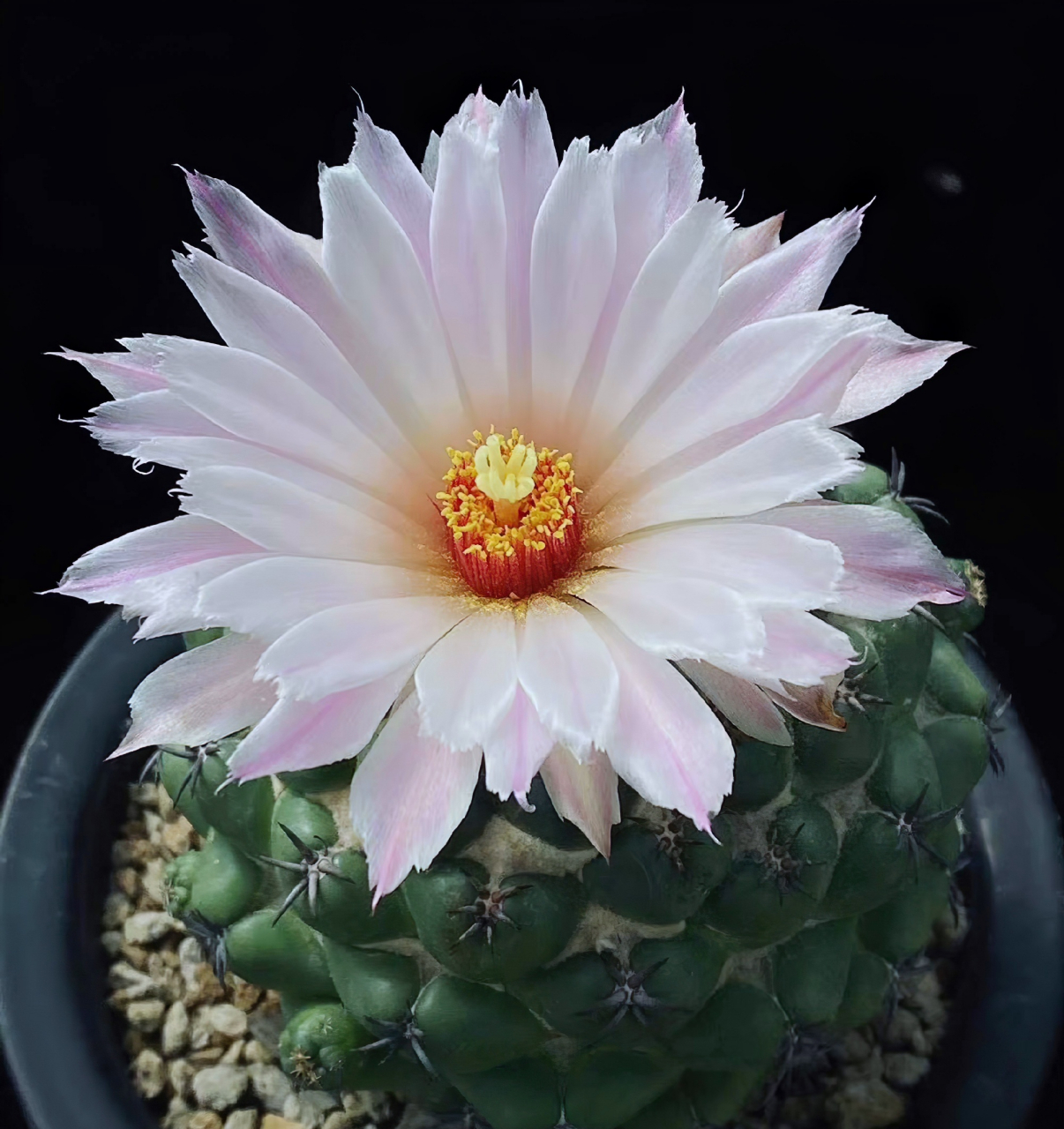 仙人球象牙丸,美艳不可方物.#冬天的第一张照片