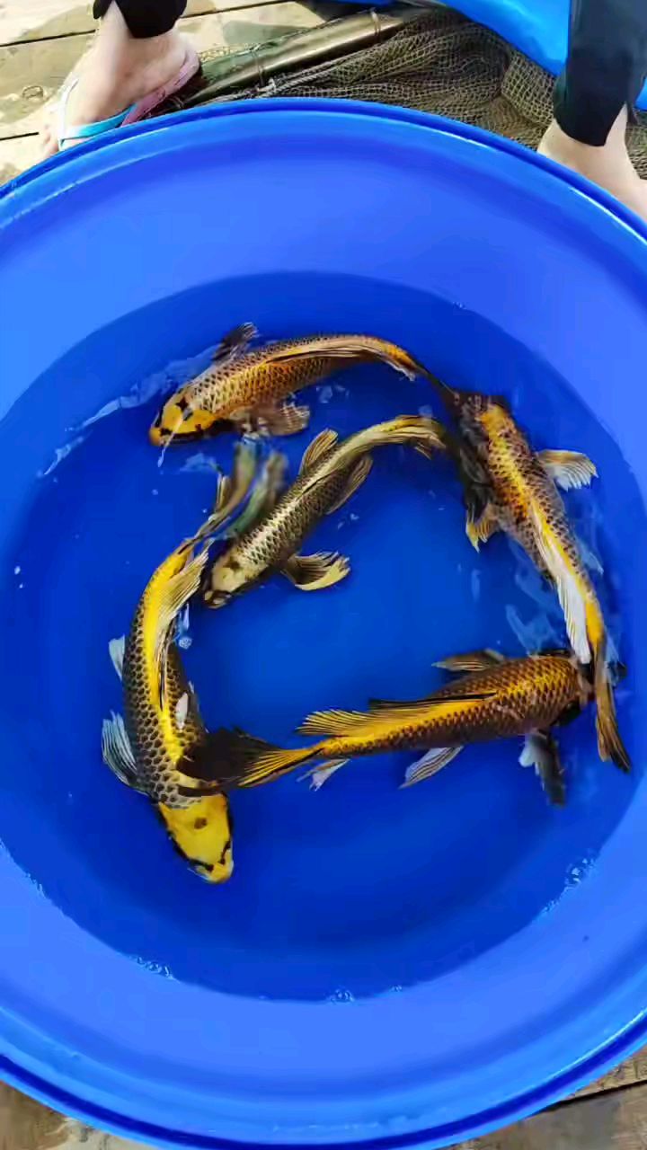 40公分古黄金龙凤锦鲤,锦鲤鱼池配鱼,鱼缸配鱼