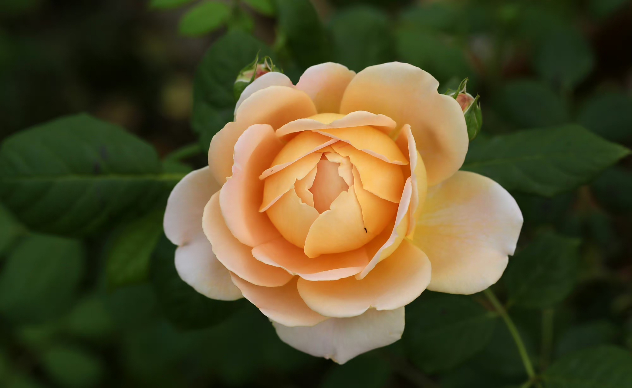 月季花【月季品种-黄金庆典月季】 rosa golden celebration,蔷薇科