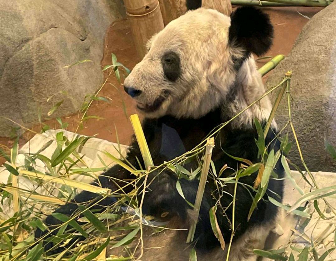 旅美大熊猫丫丫生活起居移交中方第一天:终于吃上新鲜的竹笋