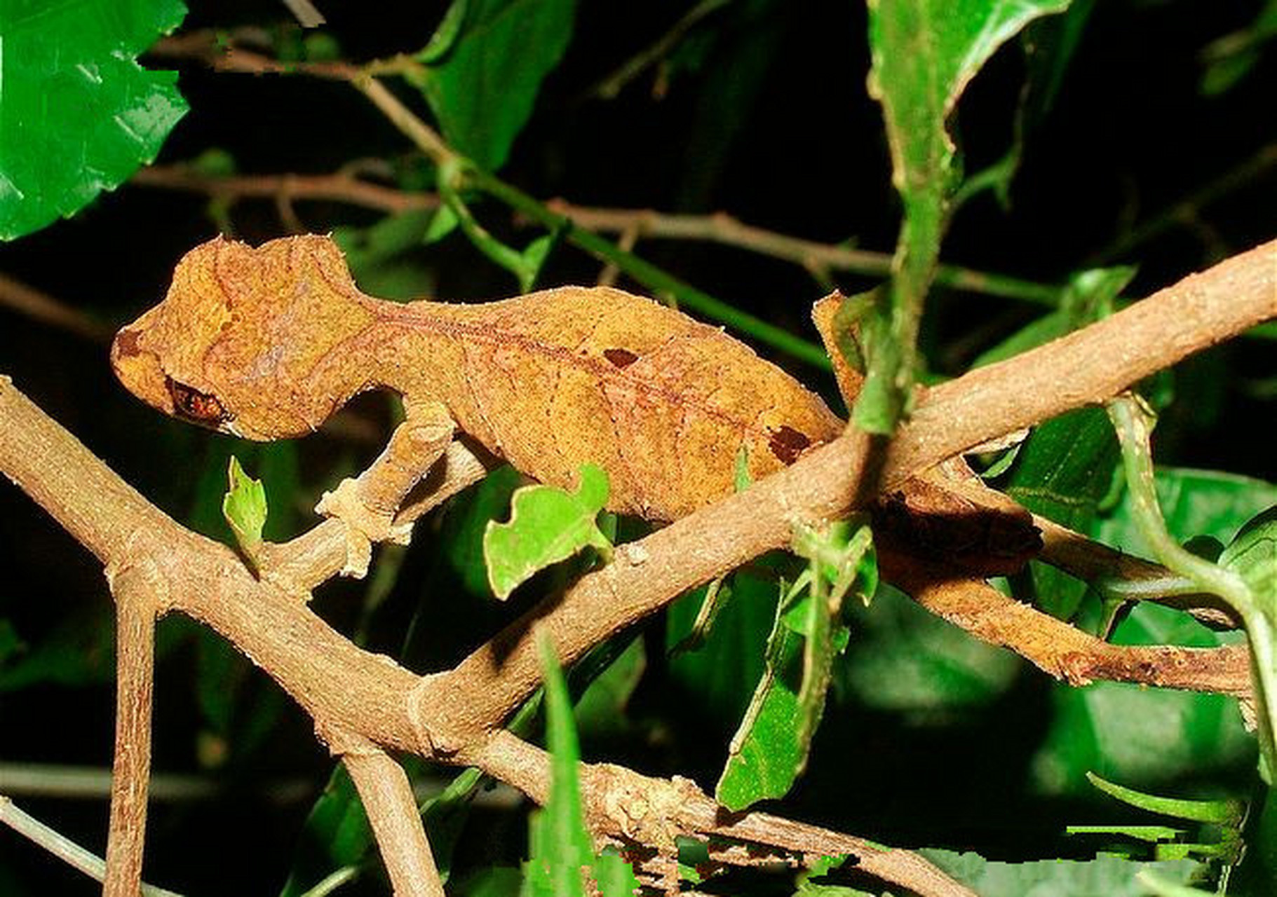 每天认识一种动物——枯叶守宫 枯叶守宫别名枯叶平尾虎,原产于马达加
