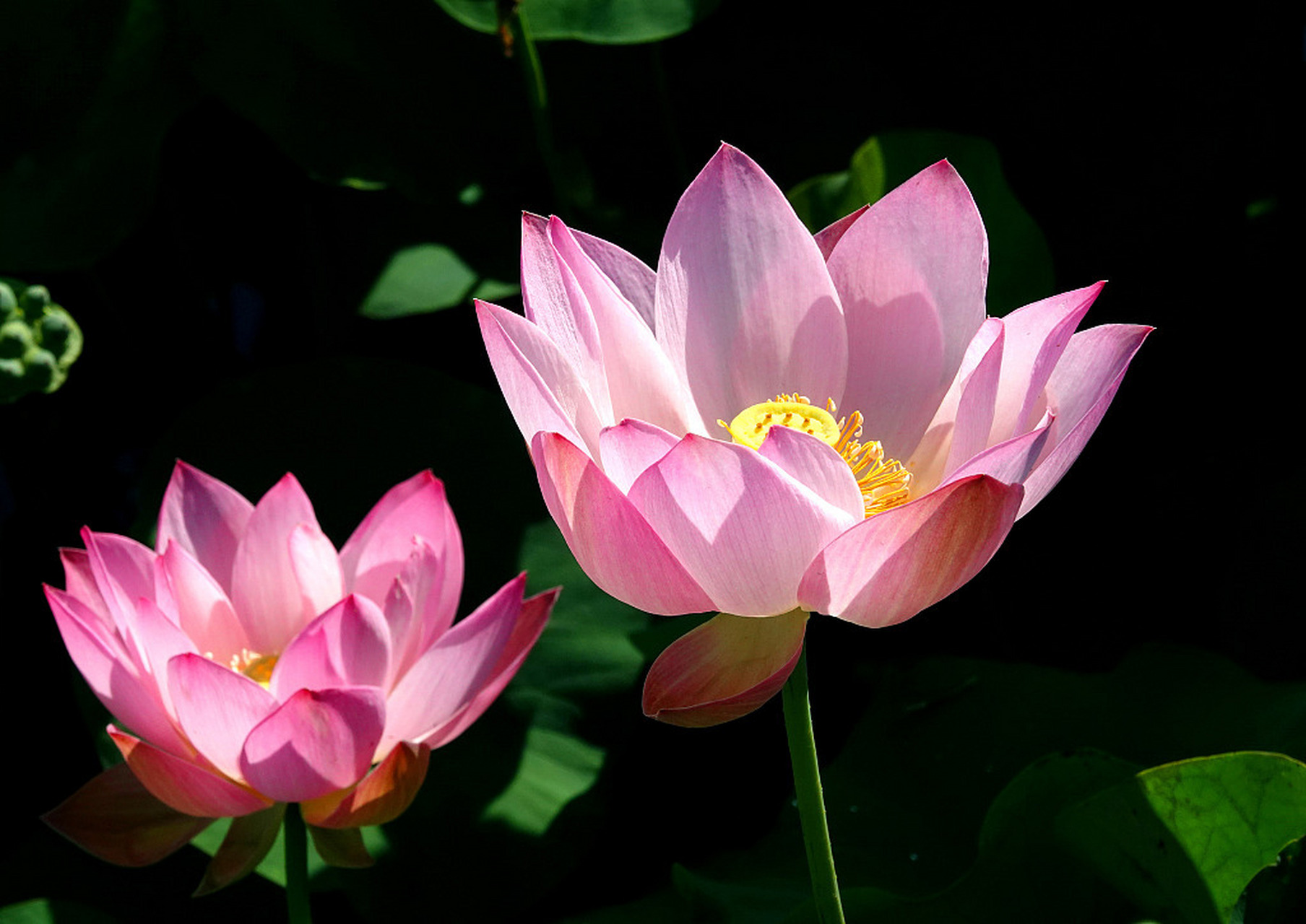 近日,在北京,一场大雨后,圆明园的荷花竞相绽放,娇艳的荷花与碧绿的