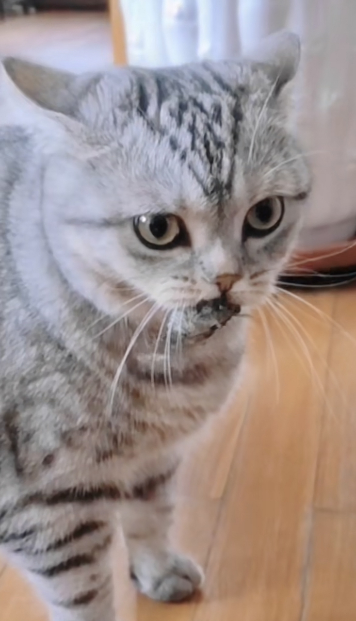 猫咪抓到一只蝉不知道藏哪好了! 网友:口头禅[左捂脸]