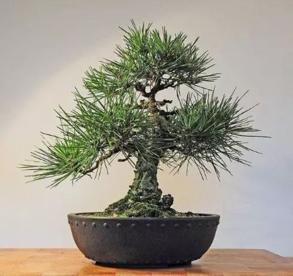 浓缩中的精华——微盆景欣赏