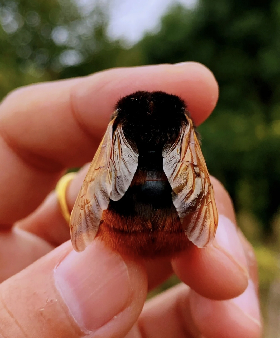胖乎乎的红光熊蜂,好奇它那翅膀在头上飞起来,脑瓜子不会嗡嗡嗡吗?