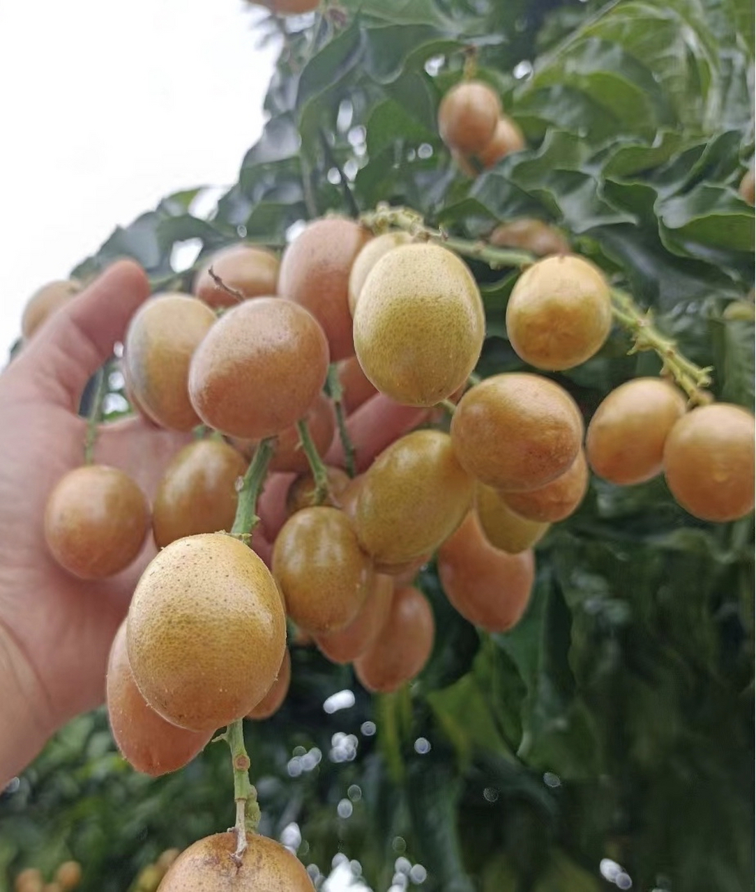 老话说:"夏吃酸,病不沾",广东特产鸡心黄皮果,现在正当季,果肉饱满