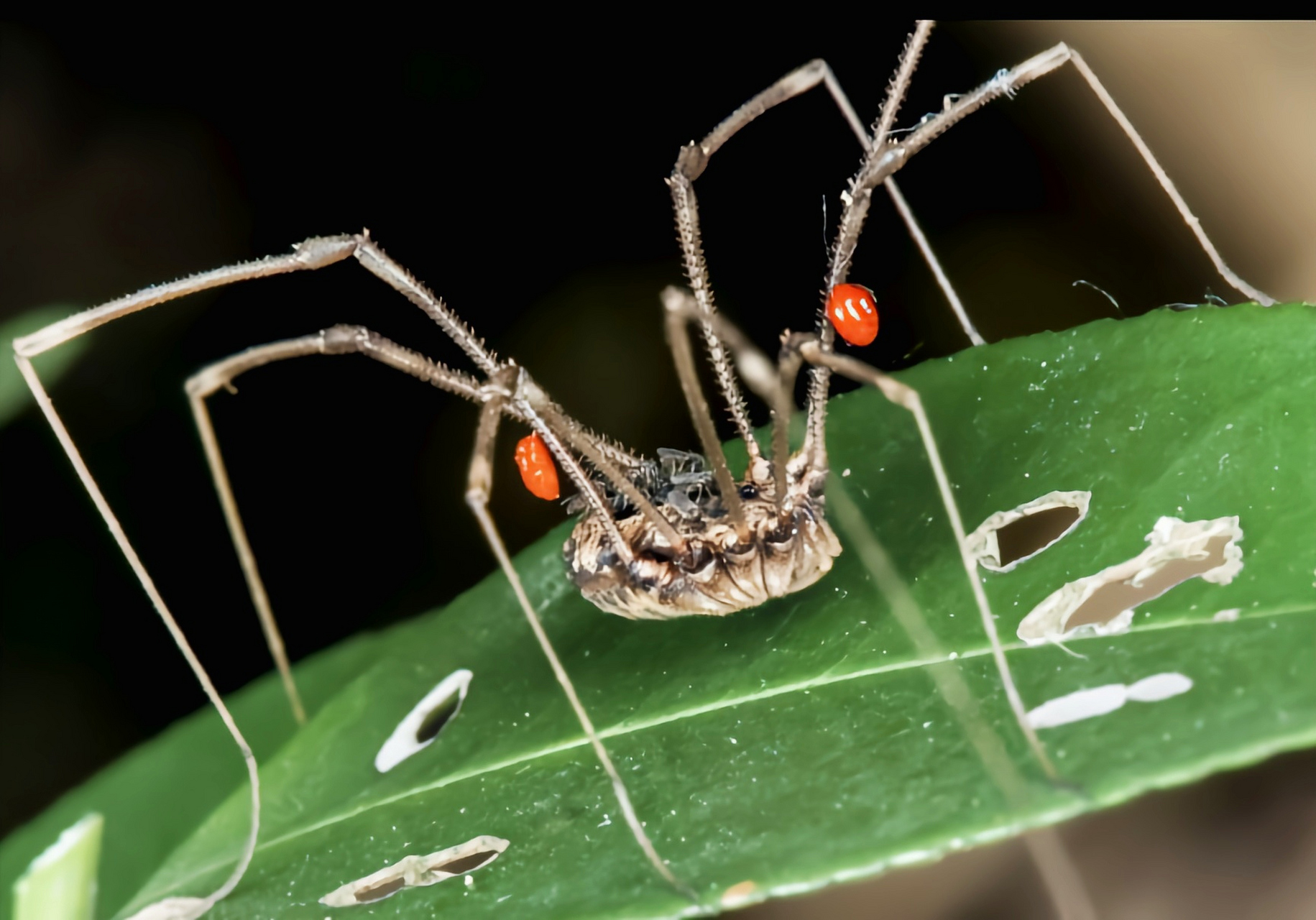每天认识一种动物——盲蛛 盲蛛又名长脚蜘蛛,是蛛形纲,盲蜘蛛目动物