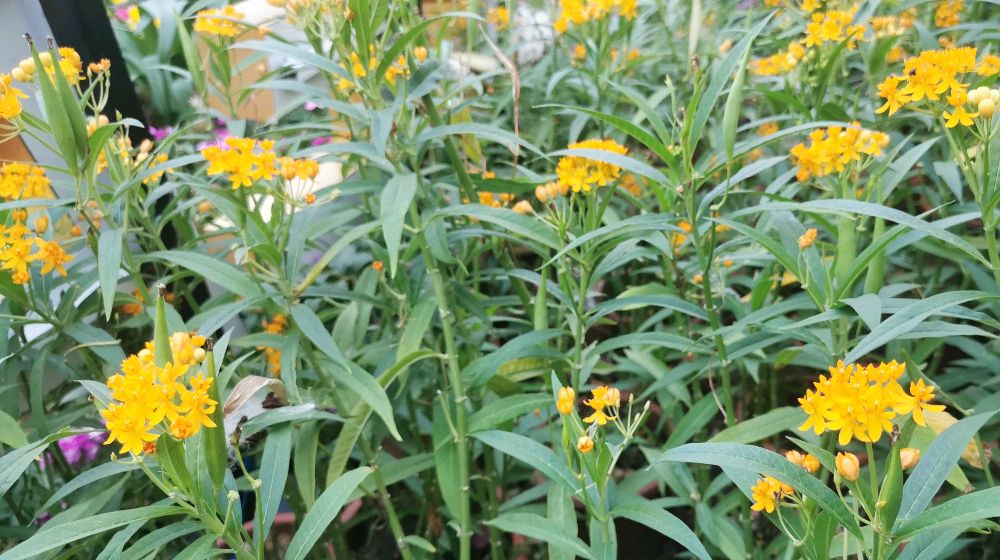 献百花(41):黄冠马利筋花