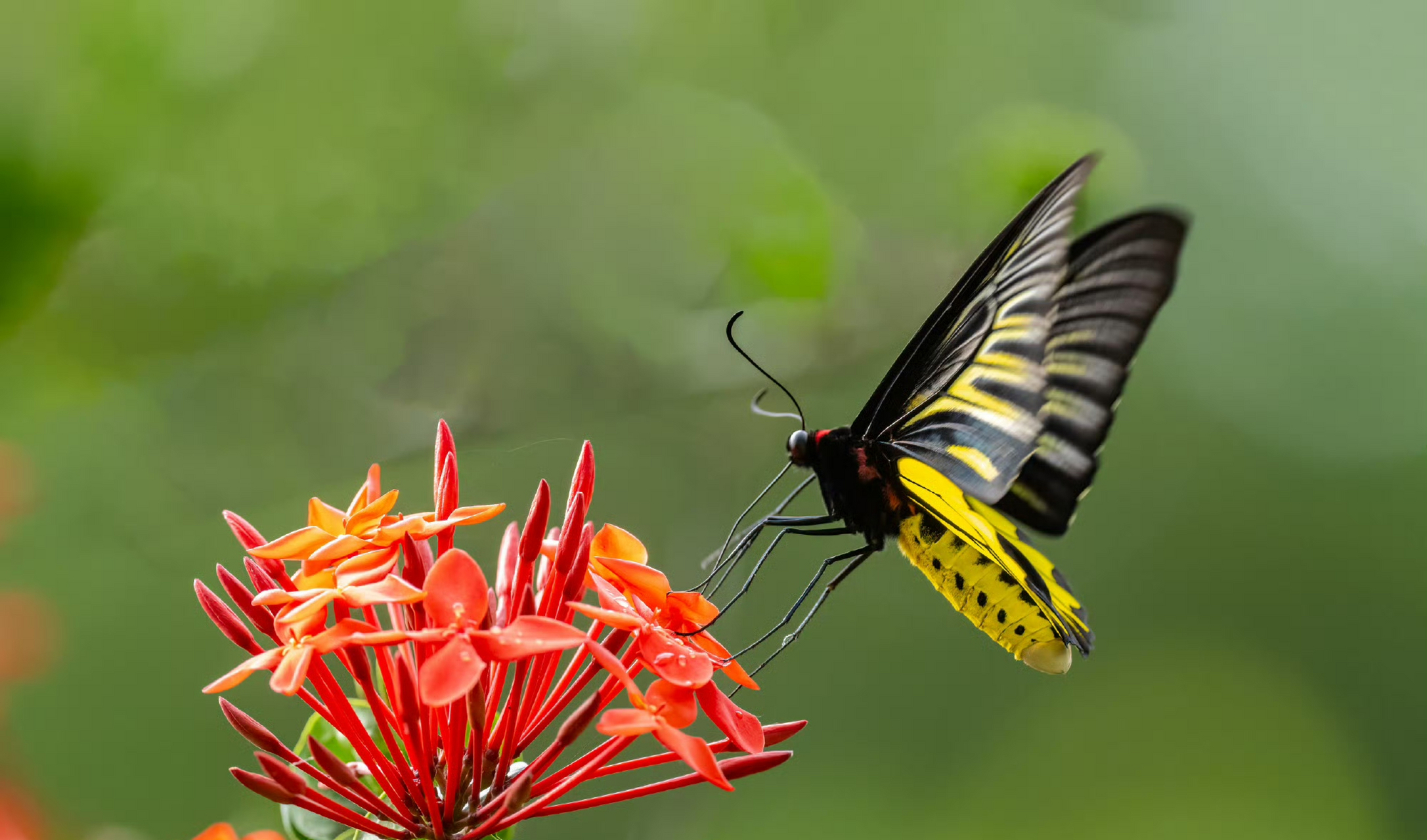 龙船花上采蜜的金裳凤蝶让人迷醉.#九月动态激励计划