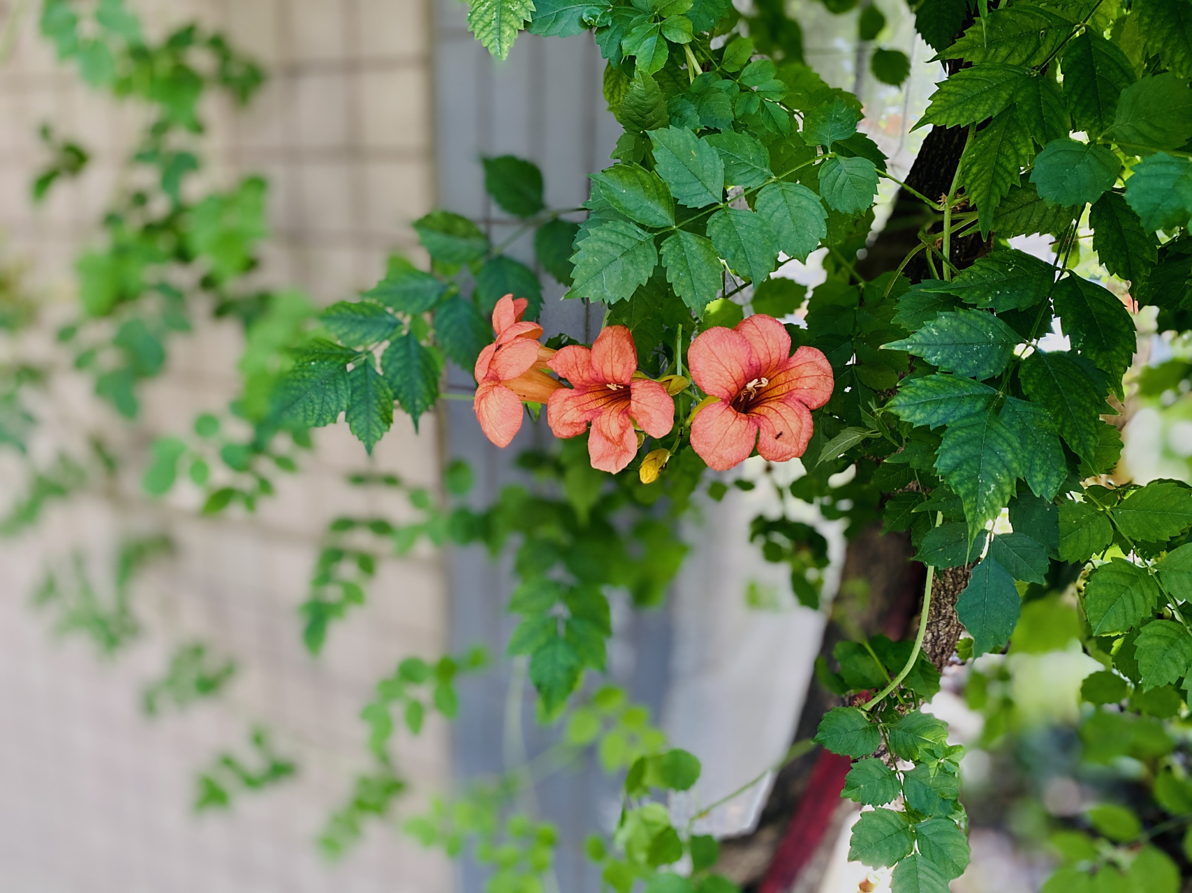 凌霄花(图文原创)  "我如果爱你——绝不像攀援的凌霄花,借你的高枝