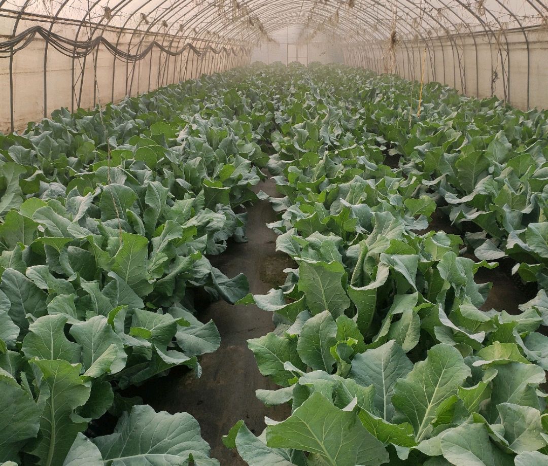 北方地区特色花椰菜—大棚种植技术