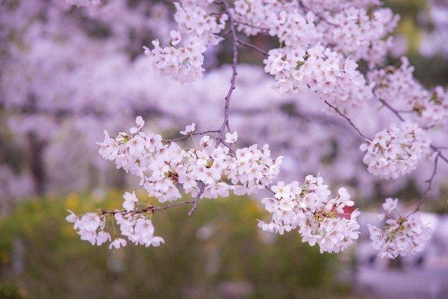 花丛称霸