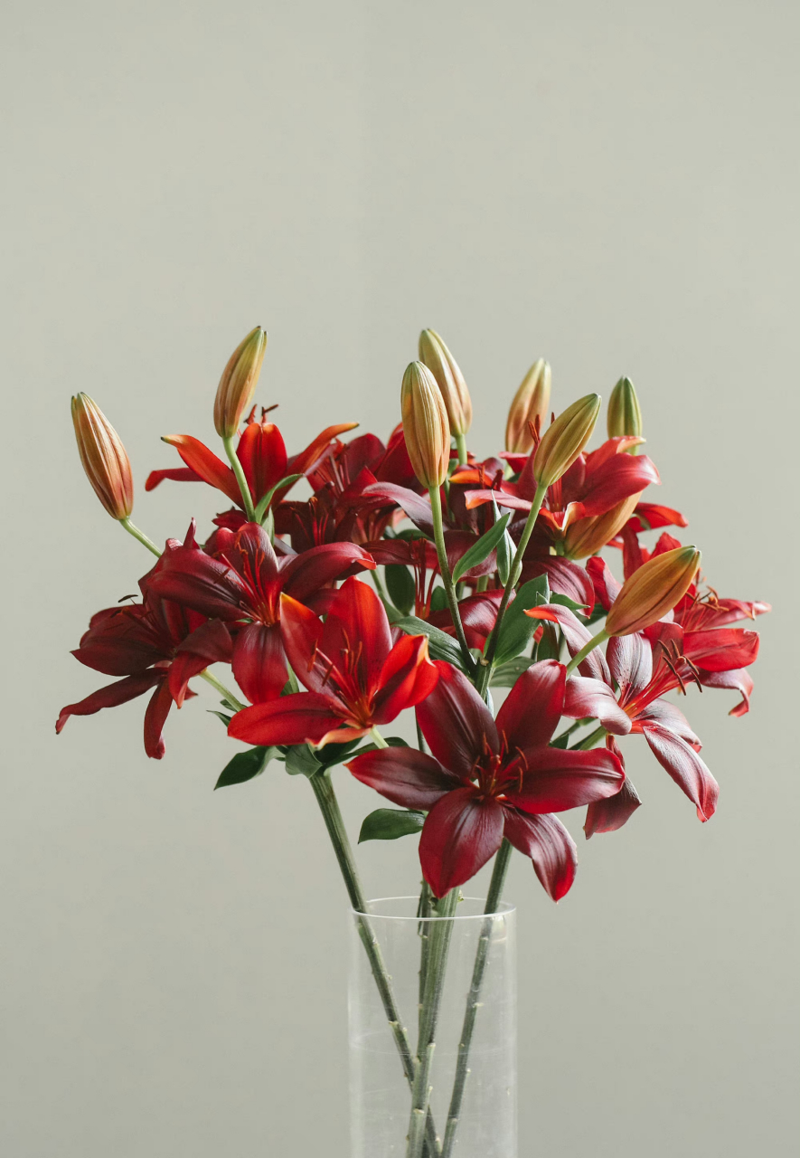 黑宝石百合08|纯正的酒红色,自带高级的油亮质感,与众不同也没有