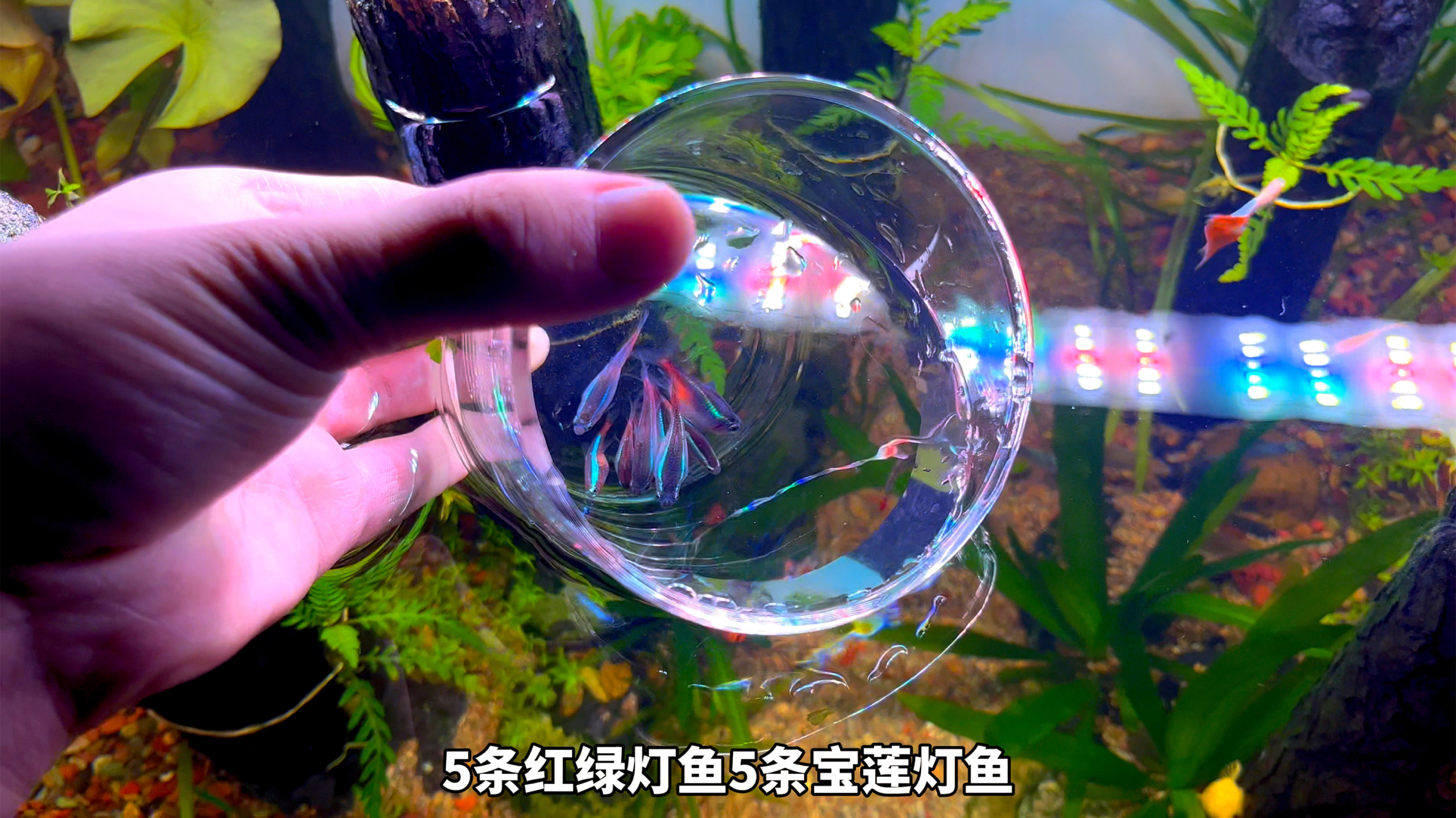 挑战80鱼缸养100种观赏鱼,第一期,猜猜我这次买了几种观赏鱼