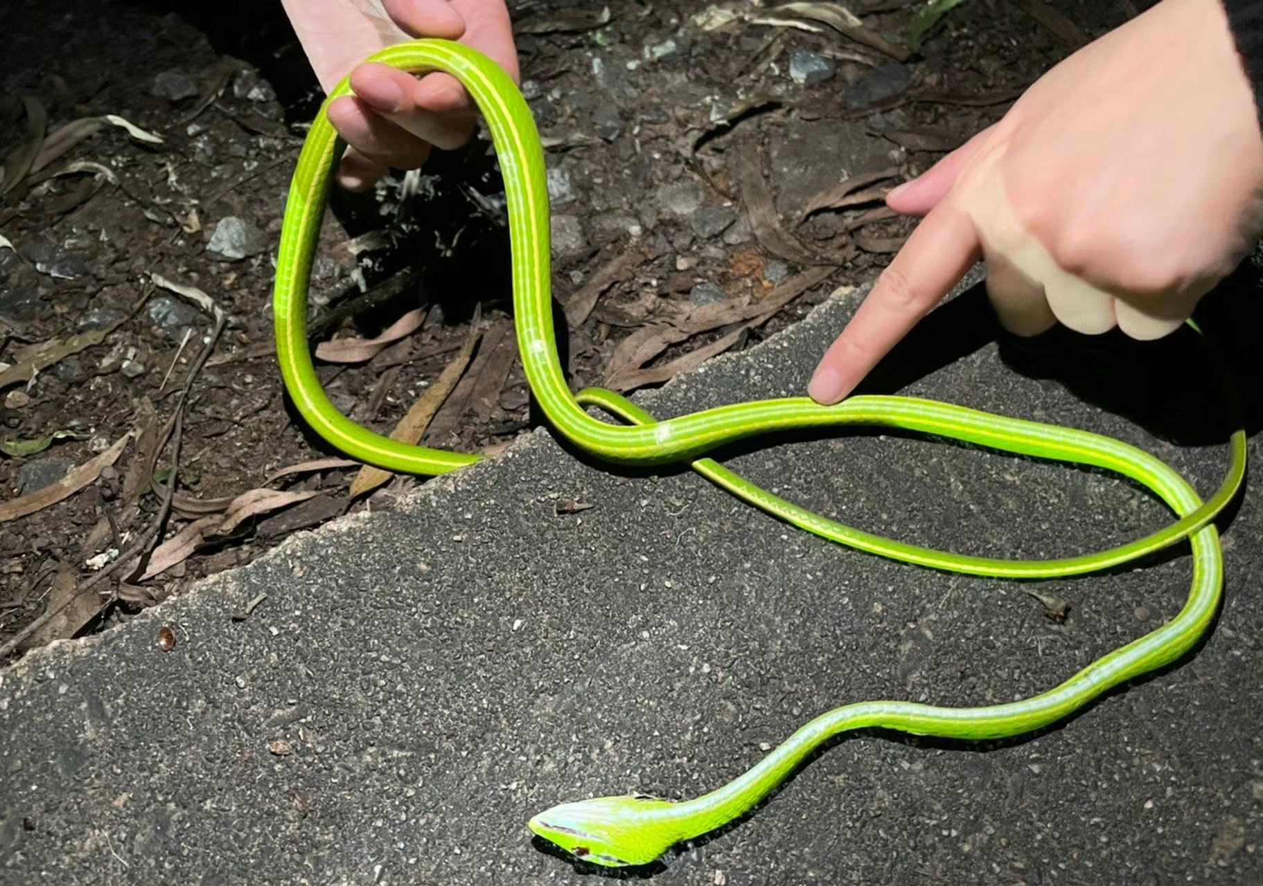 发现一条绿瘦蛇,可惜已经挂了 67
