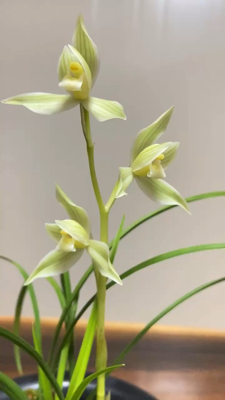 莲瓣兰纯素经典秀荷素