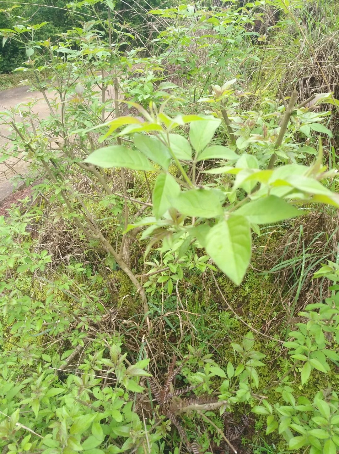 野生黄荆树,造型别致采挖到来做成盆景,观赏价值更高