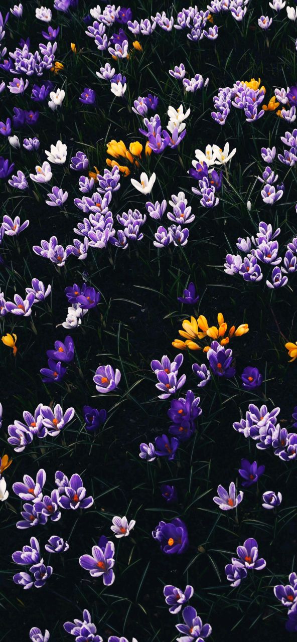 每日壁纸秀～深色系列