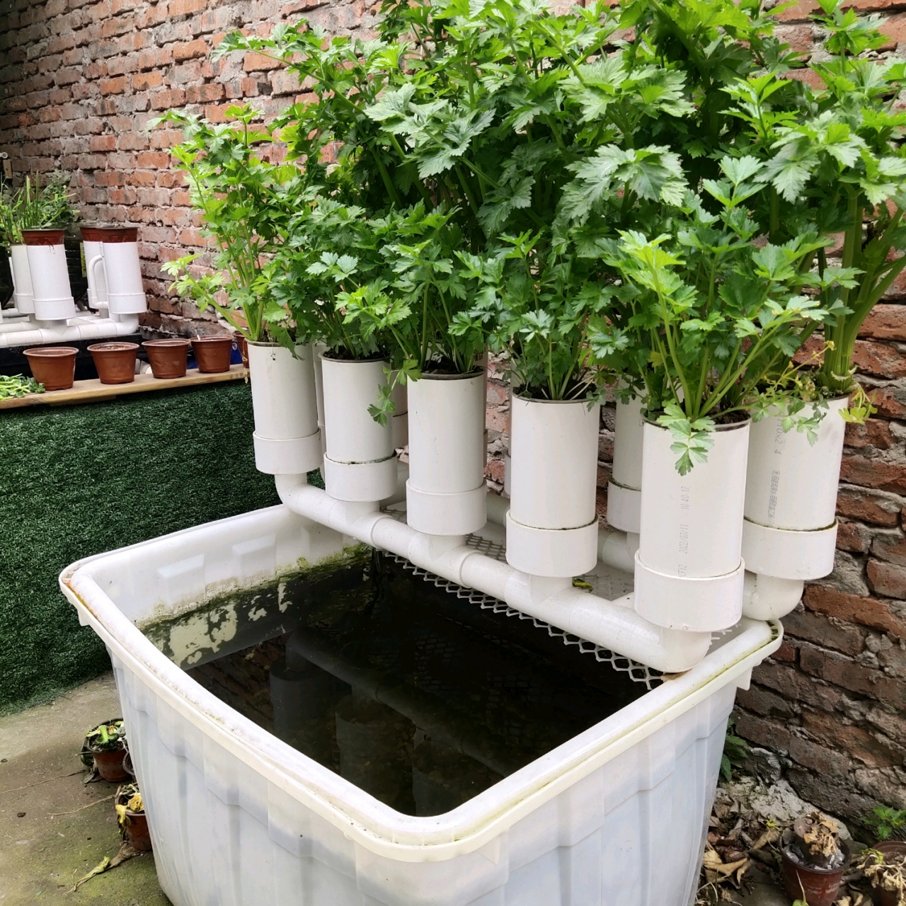 家庭鱼菜共生系统搭建简单方便