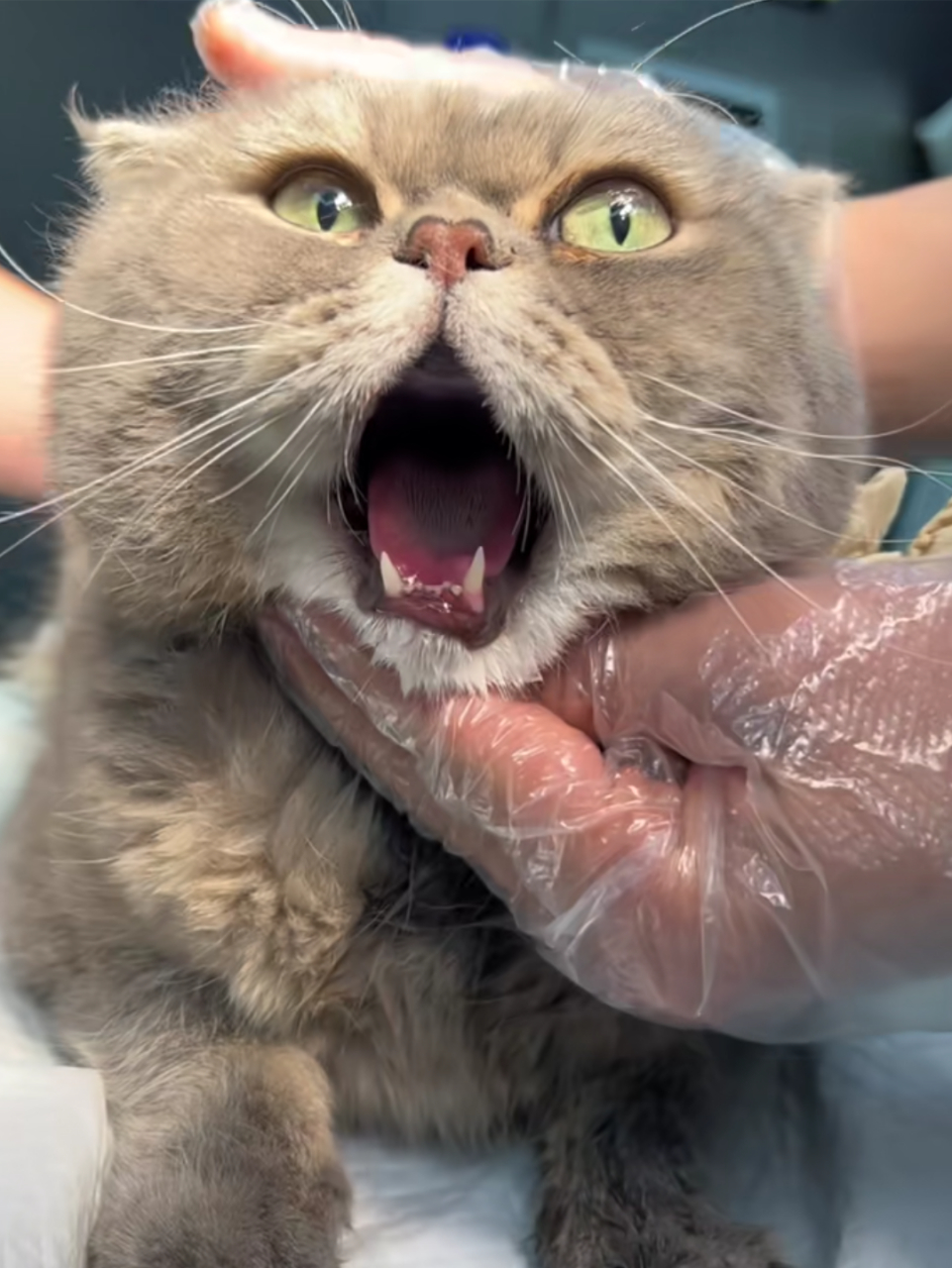 猫咪因为打哈欠下巴脱臼了,这是真惨啊!